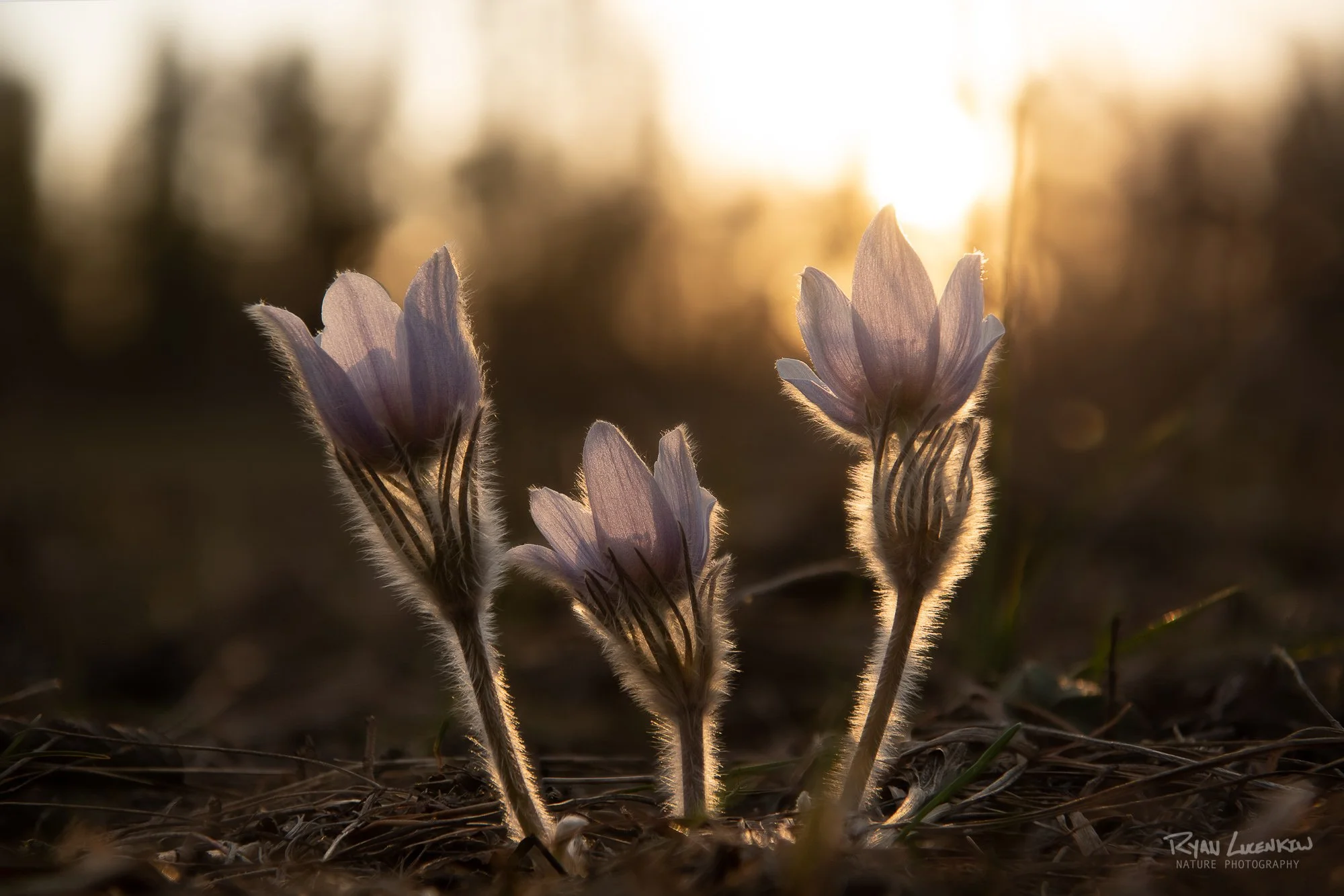 40 images at f/4 focus stacked.