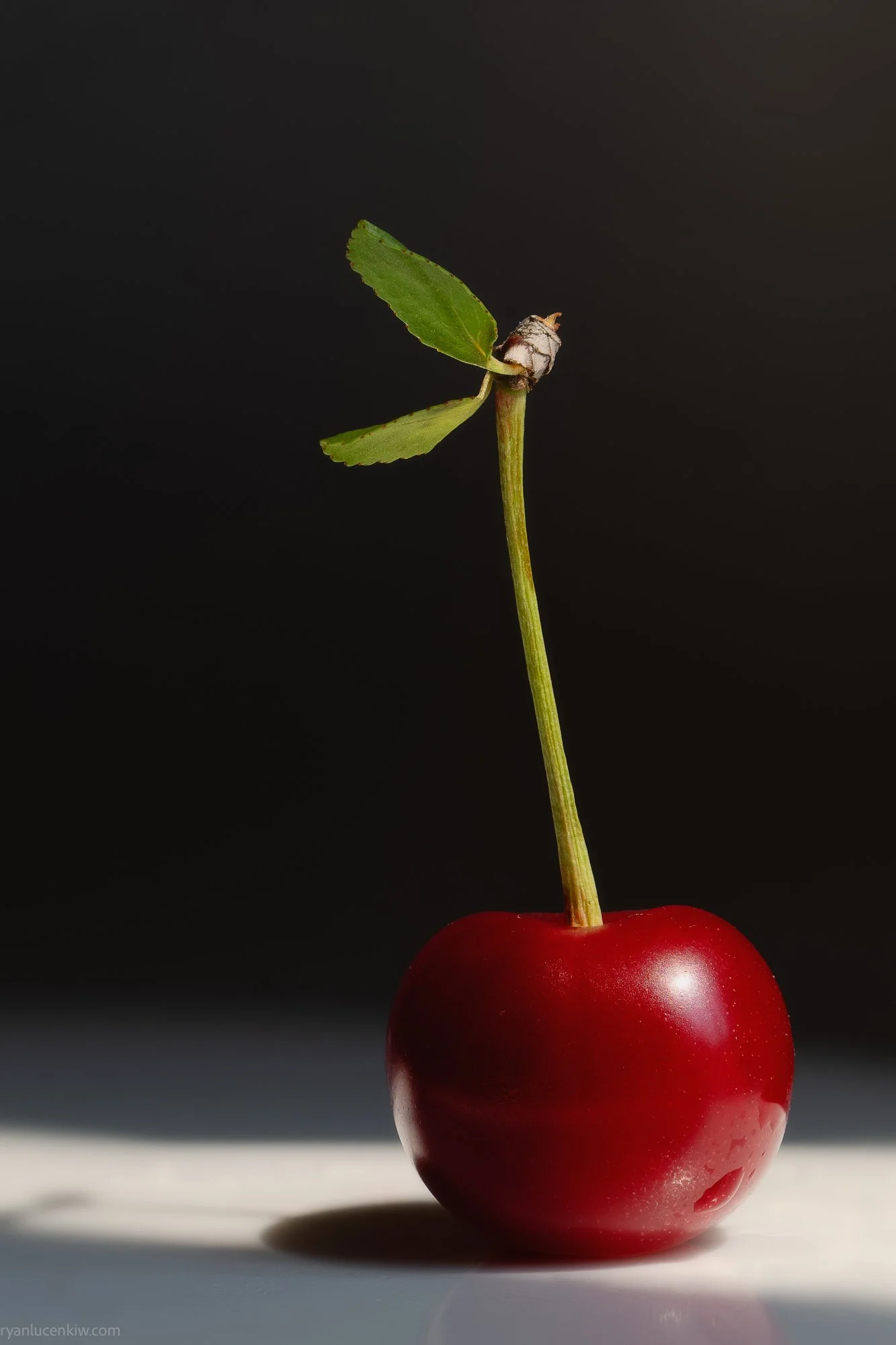 Ryan Lucenkiw_sour cherry-9478.jpg