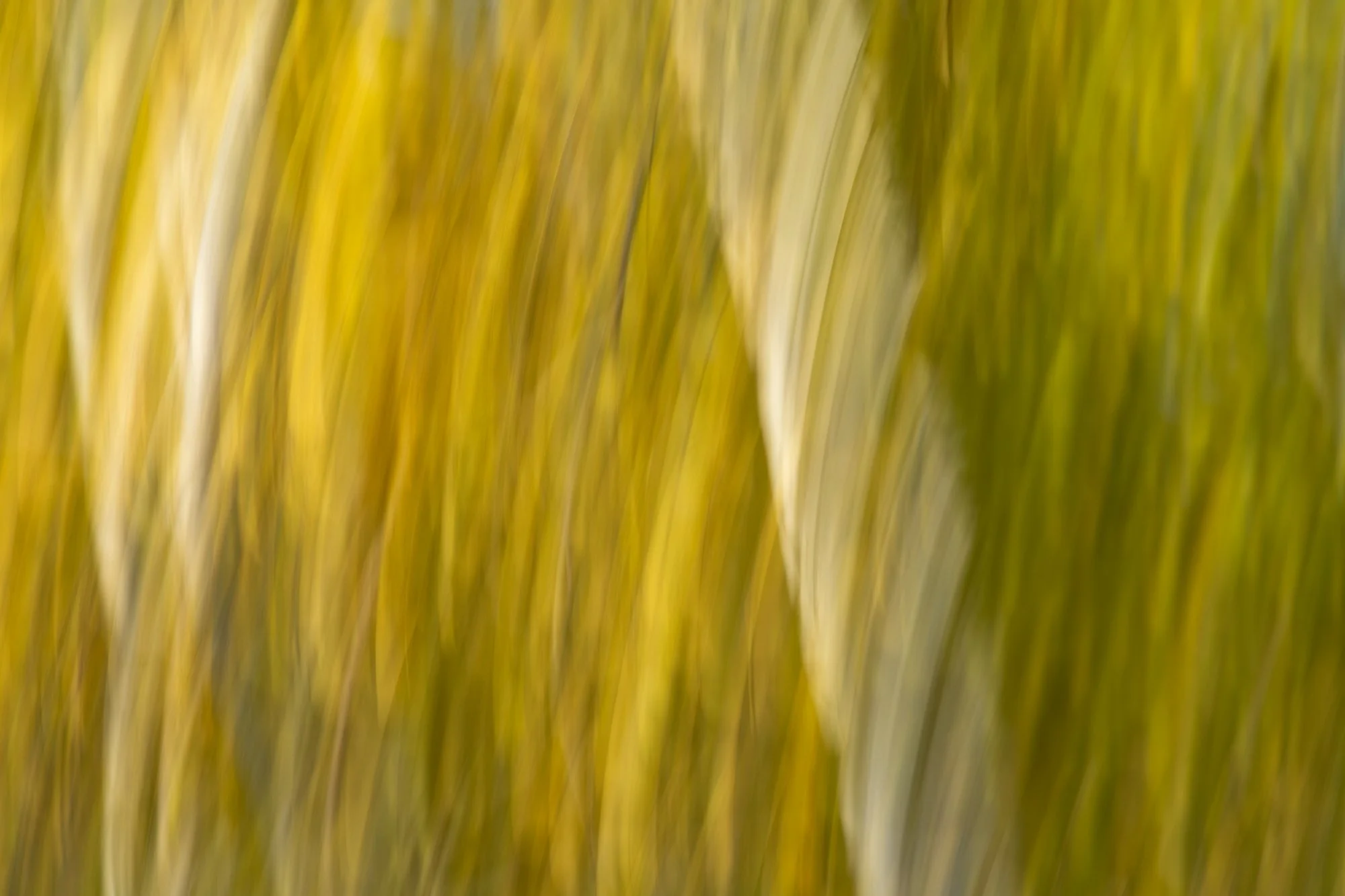 Ryan Lucenkiw_Prairie Abstract-0478.jpg
