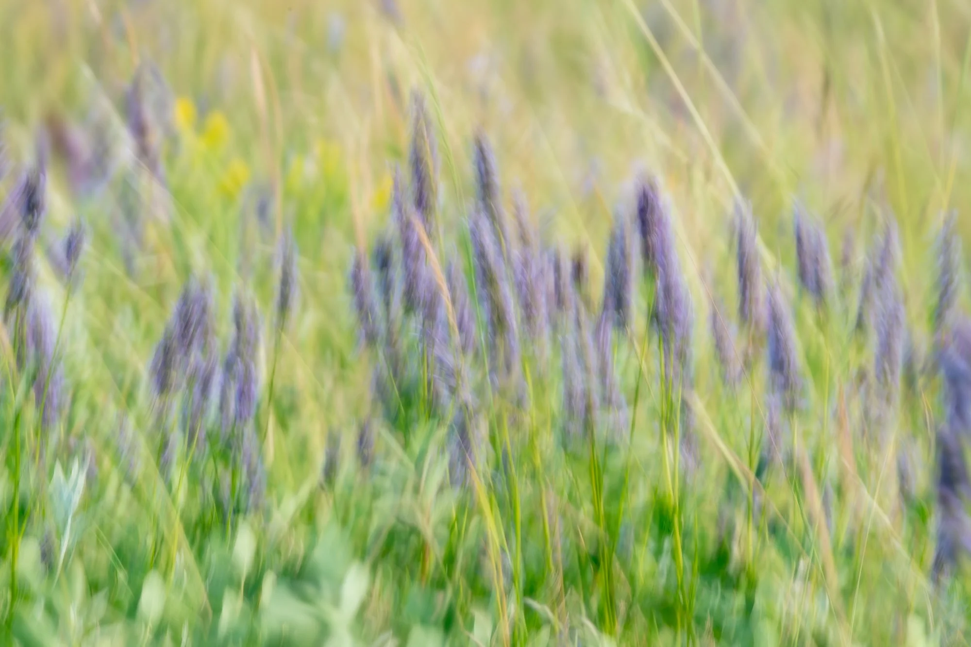 Ryan Lucenkiw_Prairie Abstract-7390.jpg