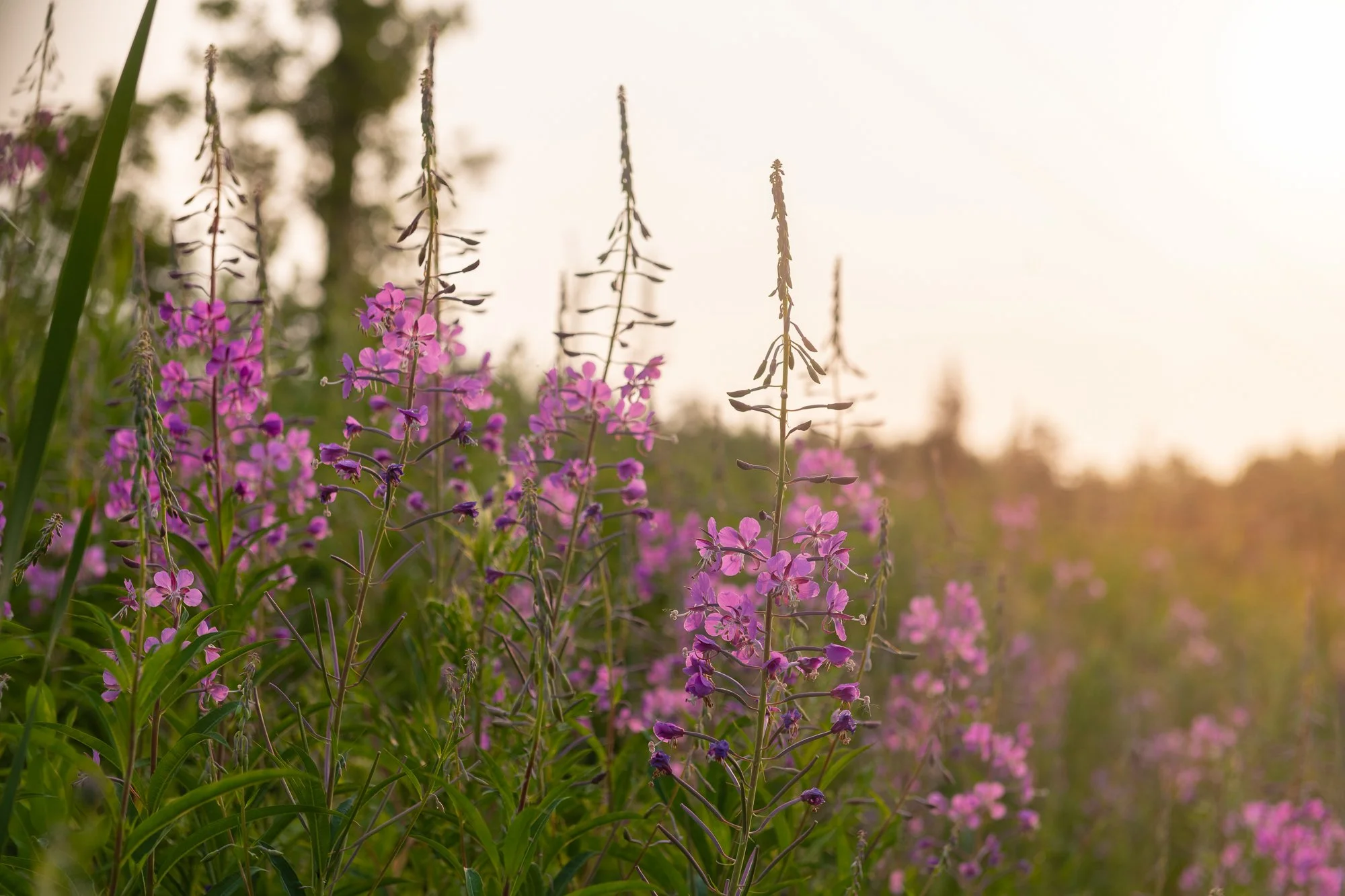 Ryan Lucenkiw_Prairie Abstract-8500.jpg