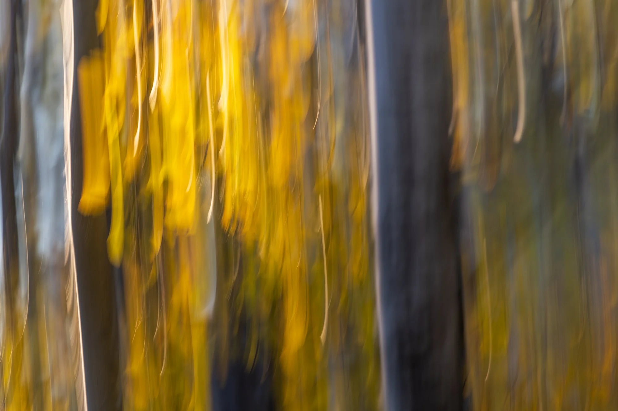 Ryan Lucenkiw_Prairie Abstract-0587.jpg