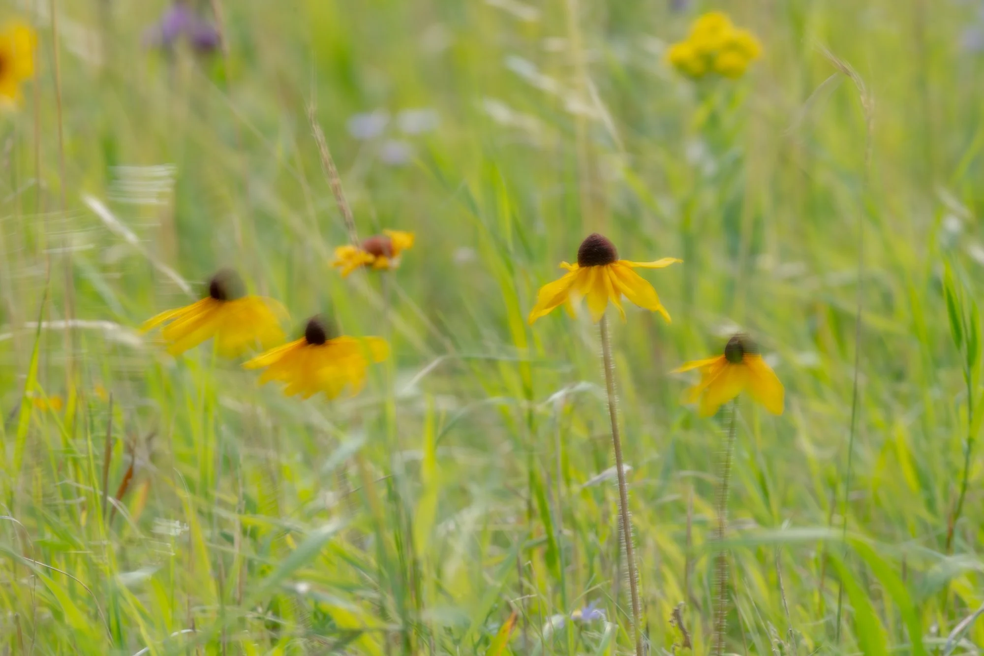 Ryan Lucenkiw_Prairie Abstract-7583.jpg