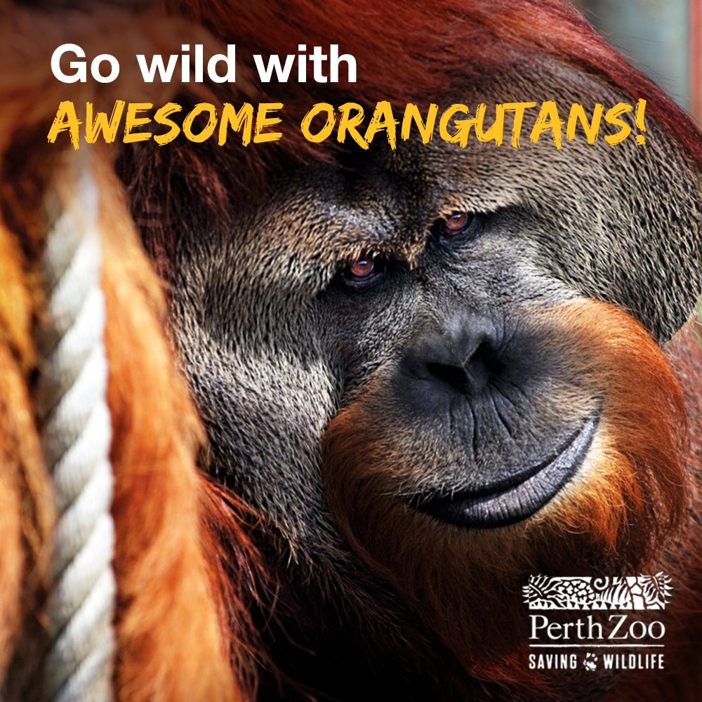 PERTHZOO_FB_GOWILDATHOME02B.jpg