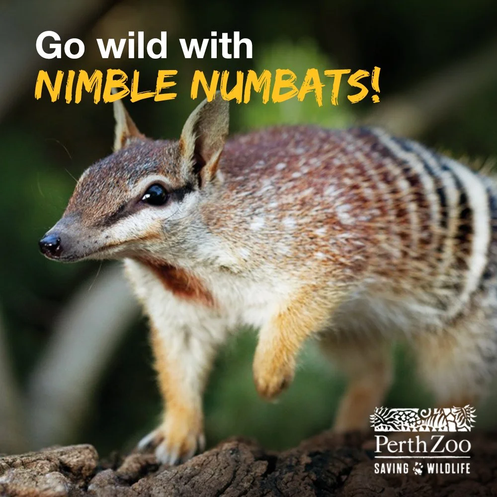 PERTHZOO_FB_GOWILDATHOME03B.jpg