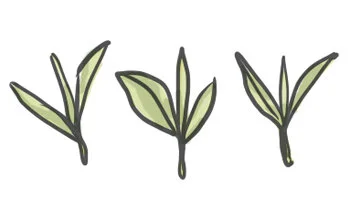 A Quick Guide To The 5 Tea Types — Tea Curious