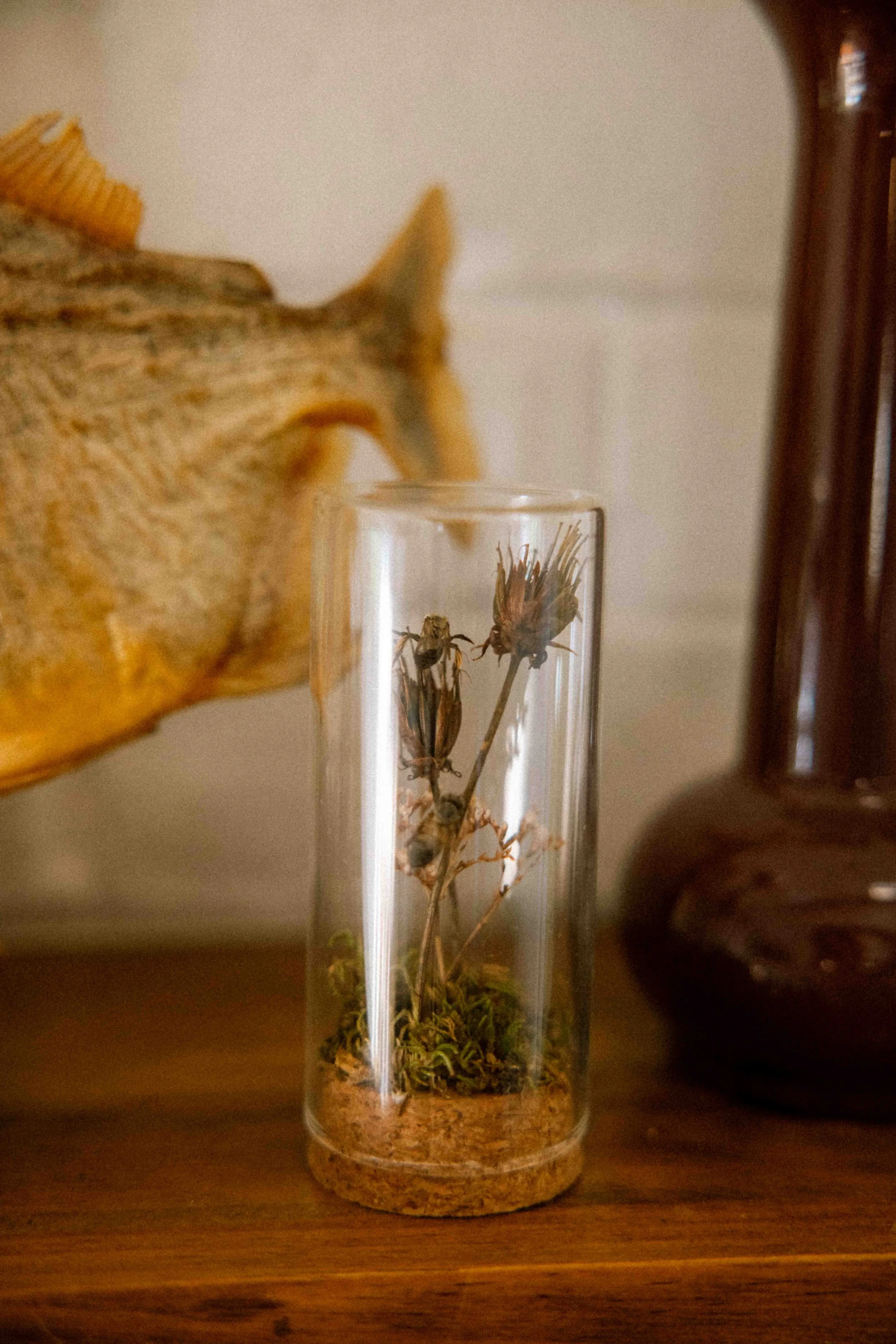 My First Curiosity Jar