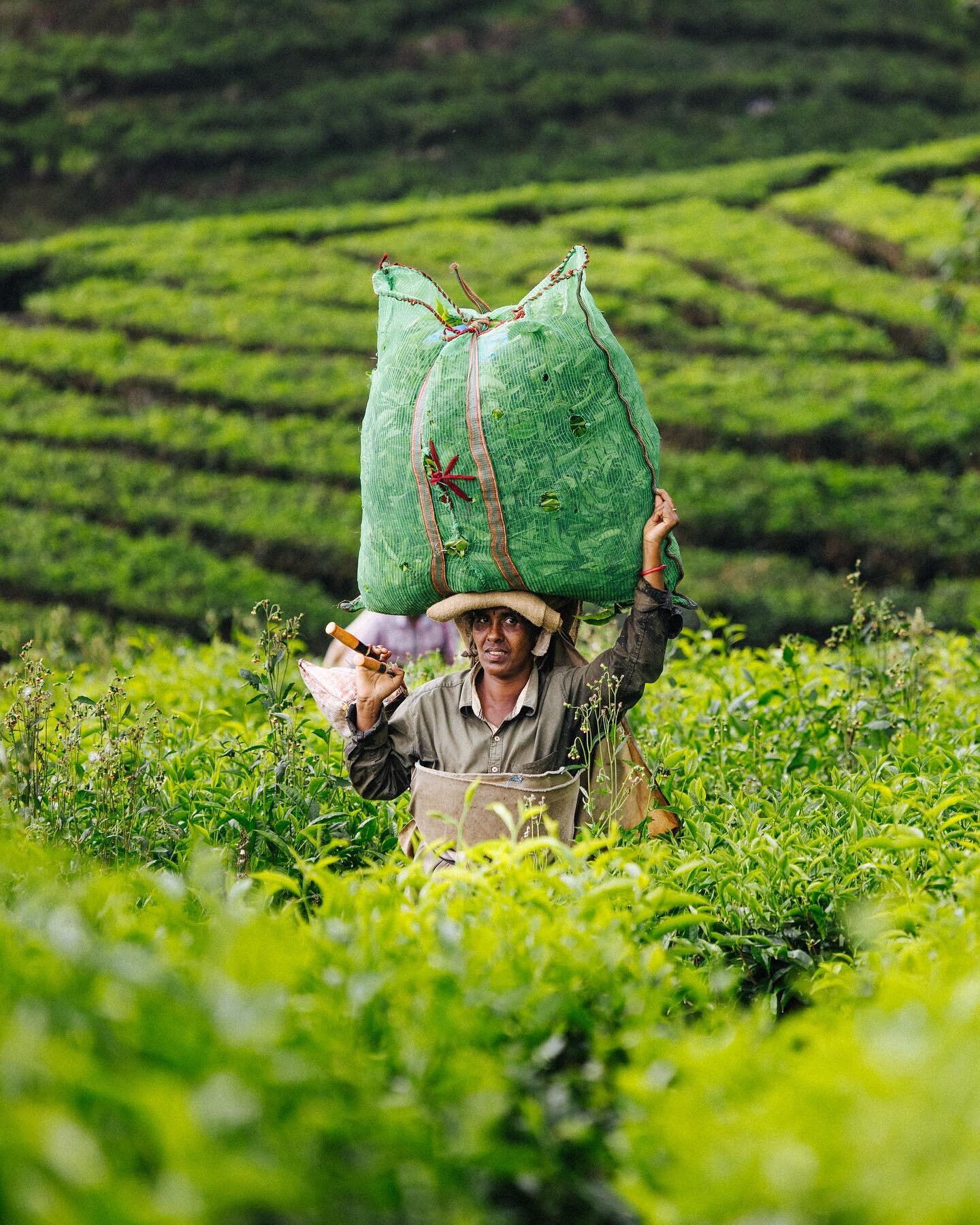 Tea Plantations #canonr5 #kerala #tea #agriculture #travelportrait #rf70200f4lisusm #canonaustralia #portrait #portra800 #misty #landscape #india #indiatravel