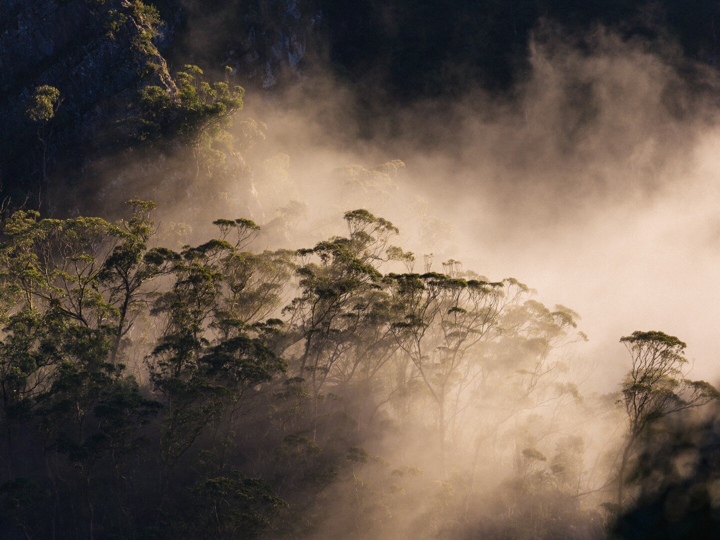 Glam Gum Gullies

#landscapephotography #sydney #canonpro #conservation #rainforest #documentary #canonr5 #mist #australia #bluemountains #dop #filmmaker