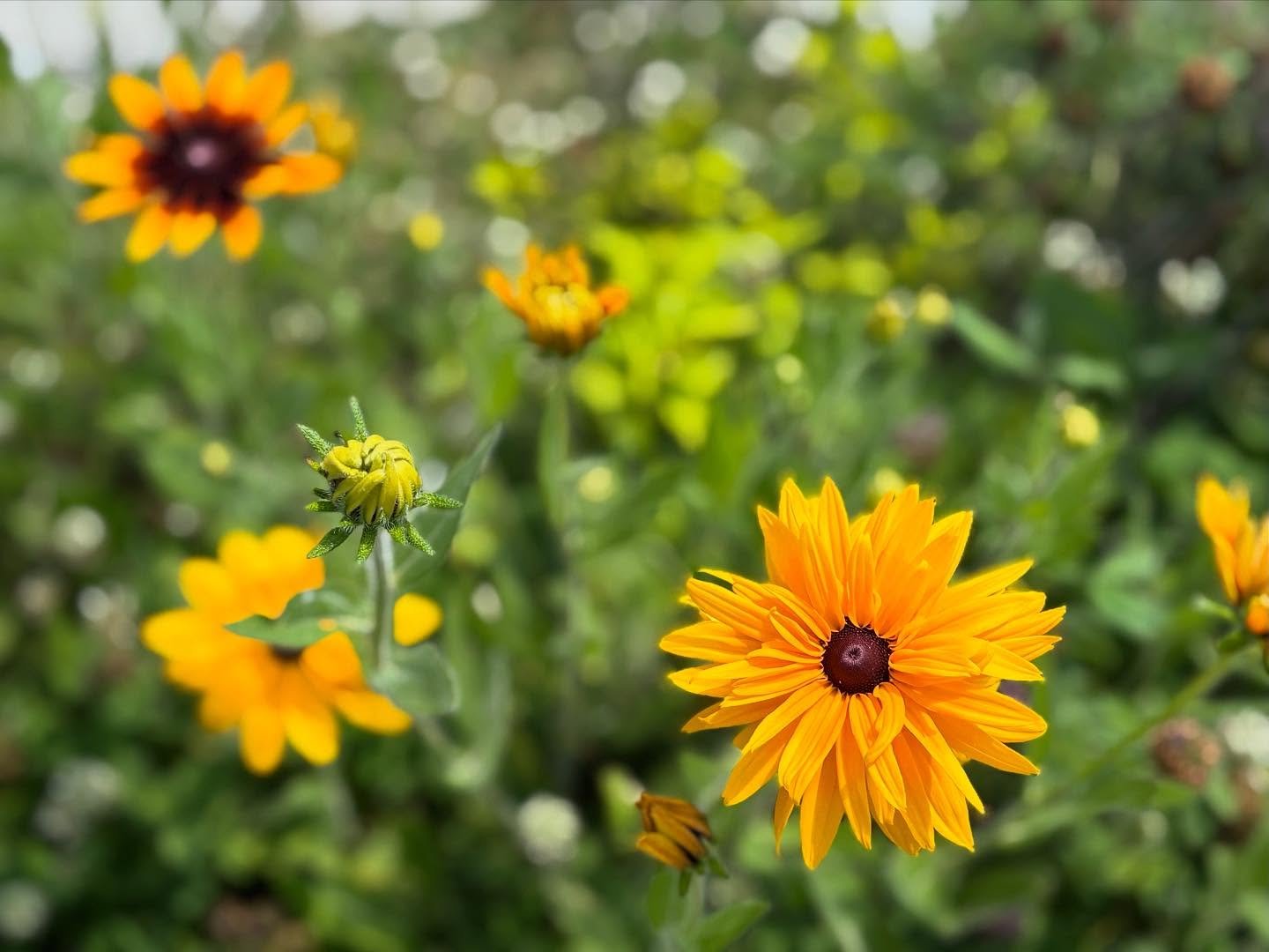 Double the petals, double the joy! Our studio garden&rsquo;s double double rudbeckia is in full, glorious bloom today, just outside the door! 

Credit: Case Hathaway-Zepeda 

#studiogarden #craftedbynature #studiolife