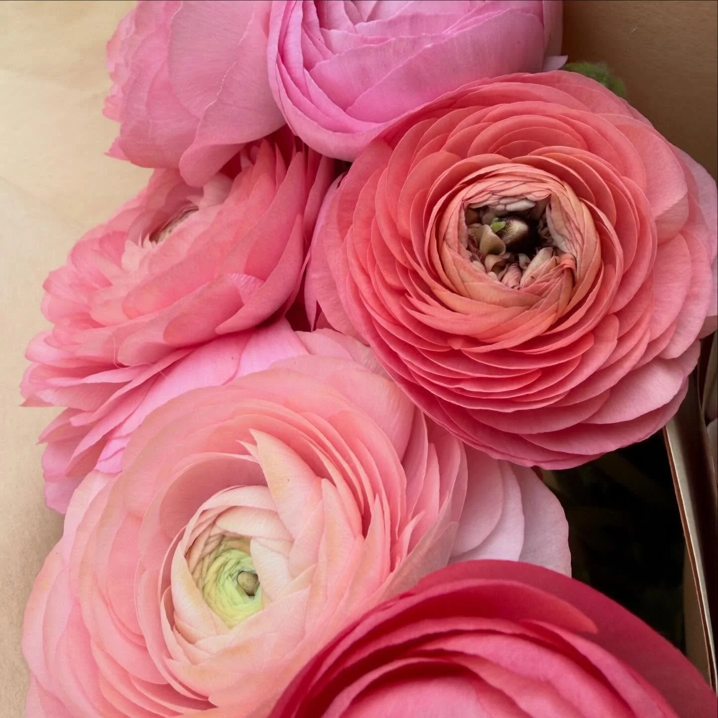 These are just some of the incredible flowers from @brookandblossom that you&rsquo;ll see at tomorrow&rsquo;s Upper Valley Frocktails! Visit craftstudies.org/frocktails to get your ticket!
