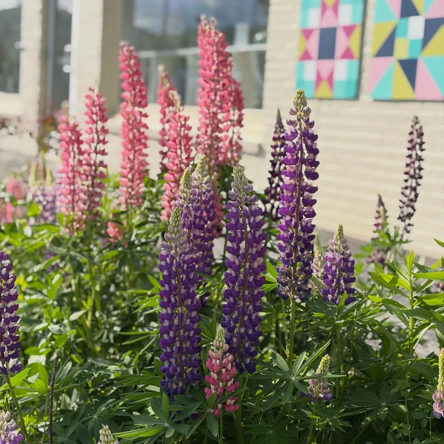 Even the lupine outside the studio are dressed up and ready for Frocktails! Learn more at craftstudies.org/frocktails or click the link in our bio!