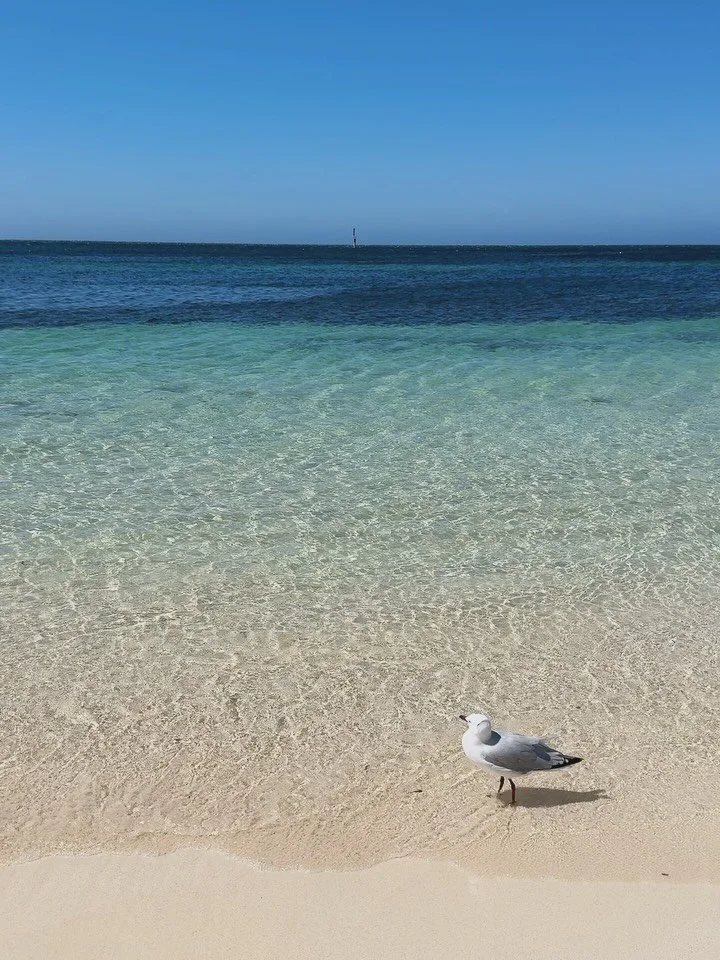 Western Australia, you have my heart &mdash; white beaches, aqua ocean, flowers, quokkas, food, wine, nitro cold brew, sunsets, wind and big blue skies. 🩵

Now it's time to go back to work. 👊🏻