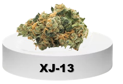 XJ-13