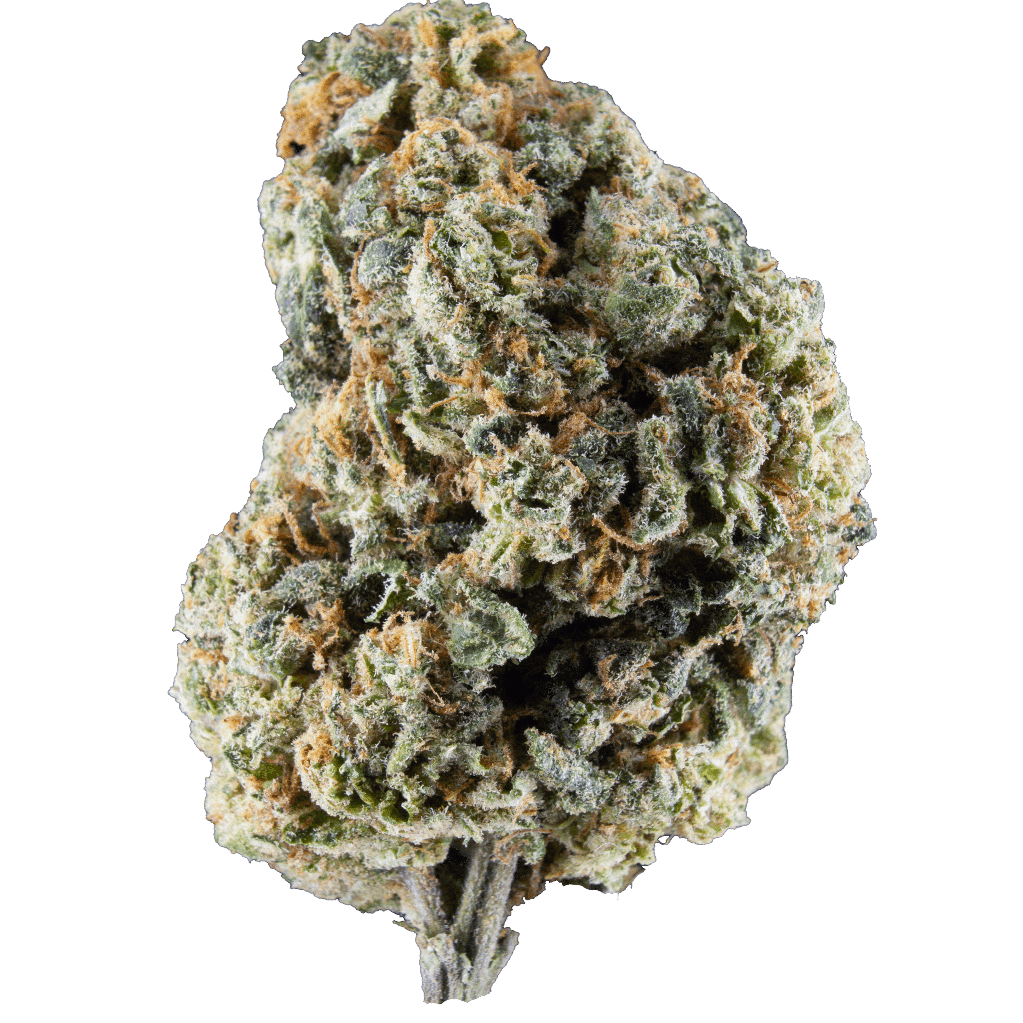 Cookie Dough