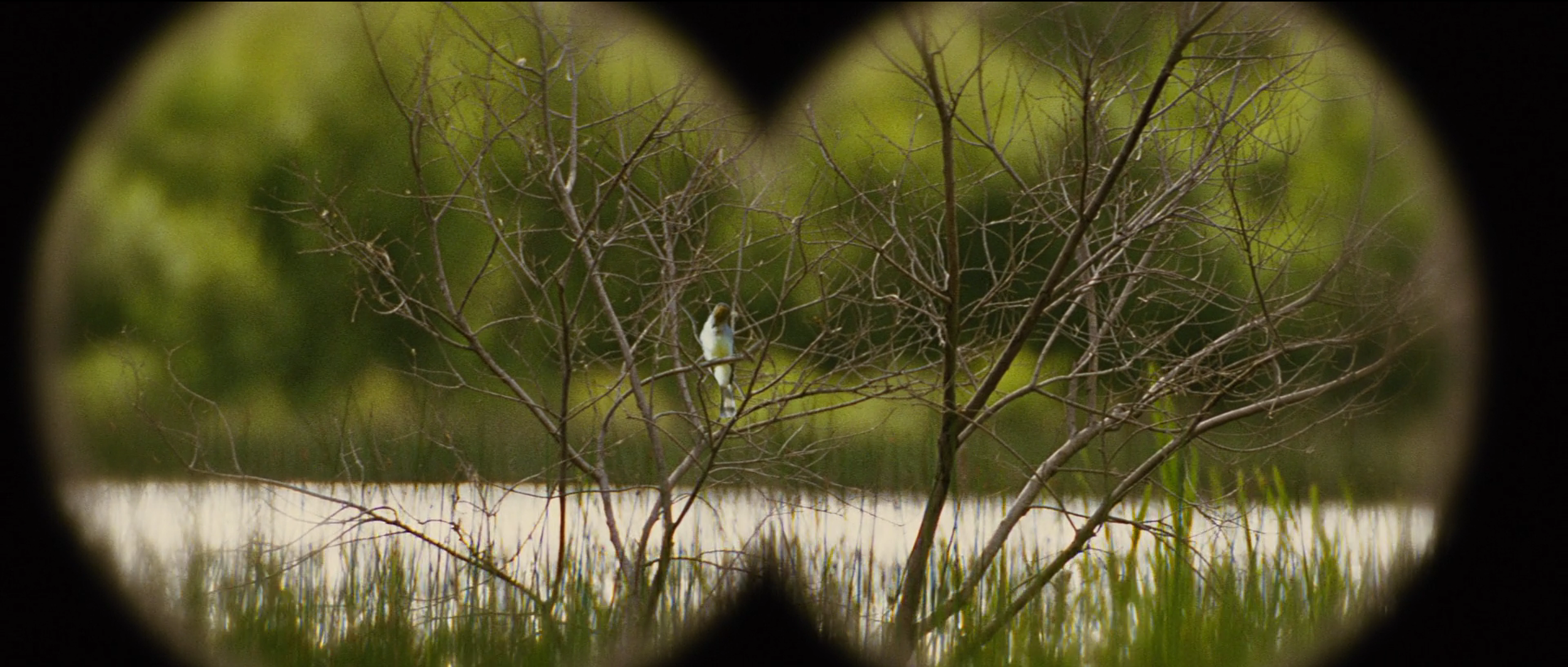 Scene 4: Just Knowing
VO: “What if someday we just stopped searching…..and just start knowing?”
Description: Birdwatcher over Big Sur with new GenAI Binoculars that can analyze, give real-time info on whatever bird or object you are viewing. Shows ho