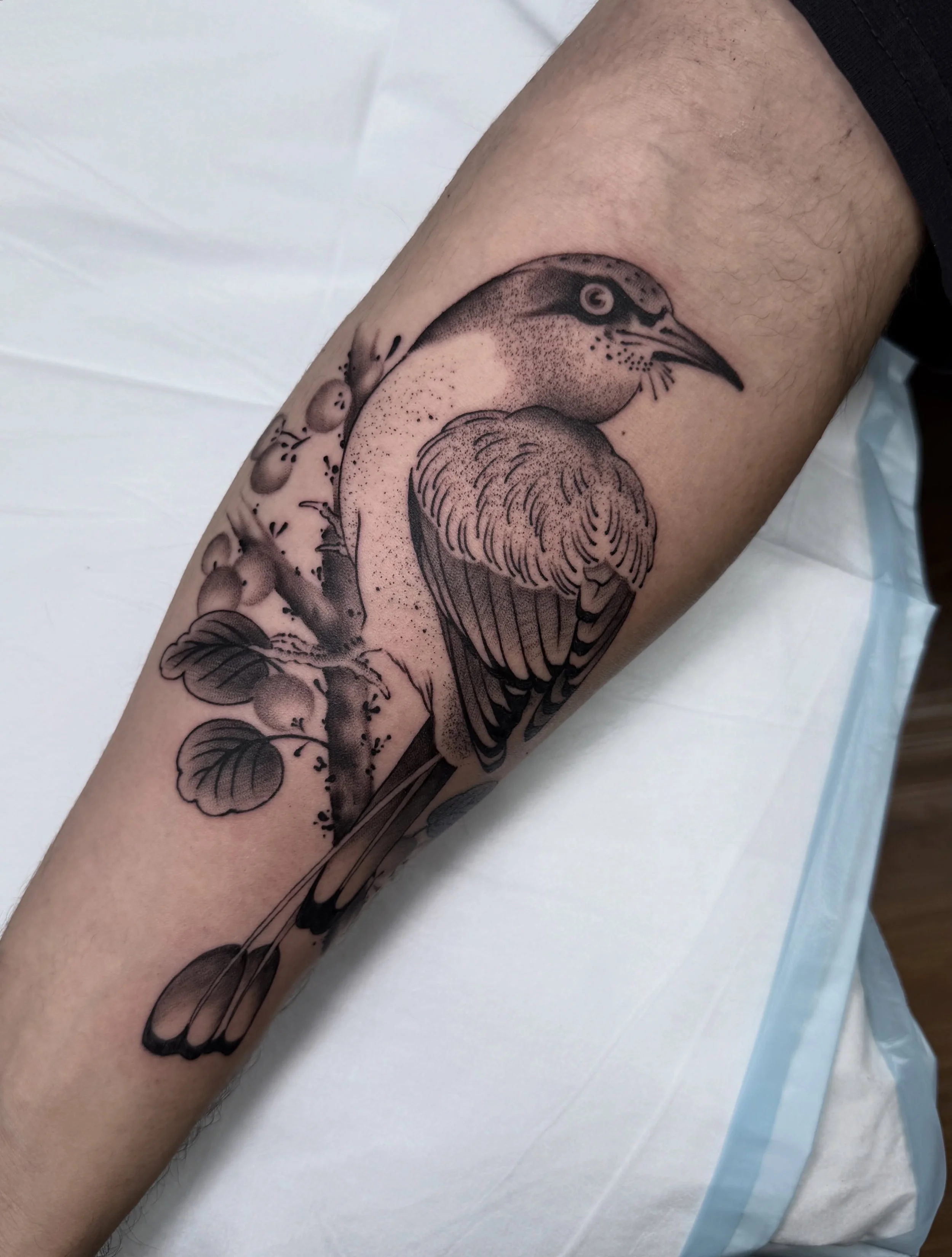 Torogoz on a coffee branch. Thank you Gabriel! 

Tattooed @lighthouse_tattoo 

#bird #tattoo #japanese #blackwork #torogoz