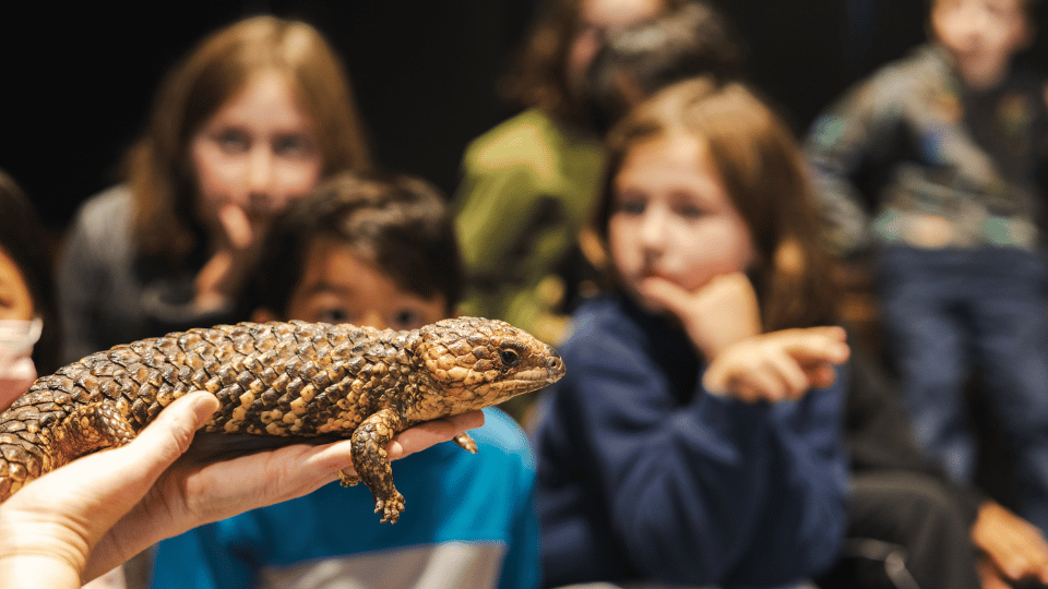 Lizard with school students