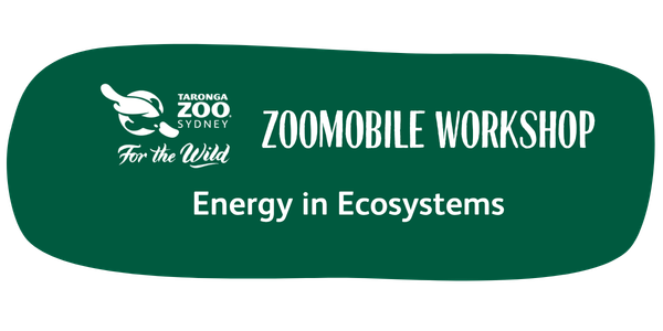 Zoomobile Workshop Energy in Ecosystems