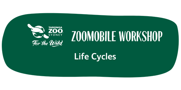 Zoomobile Workshop Life cyles