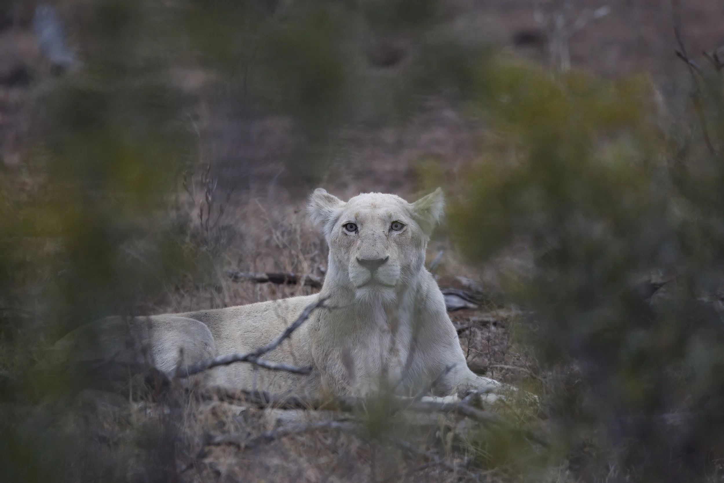 A Week in Kruger National Park: First Impressions of the Wild