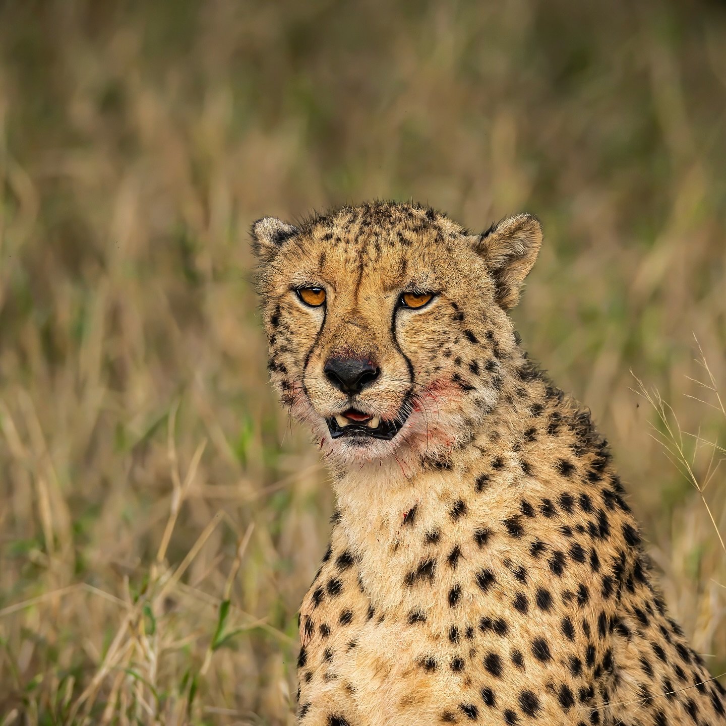 Cheetahs, wild and thriving &mdash; right here at Manyoni Private Game Reserve.⁣
⁣
Volunteering with Wildlife ACT gave me the rare opportunity to help monitor and protect these incredible cats. Every day brought a new task: tracking movements, updati