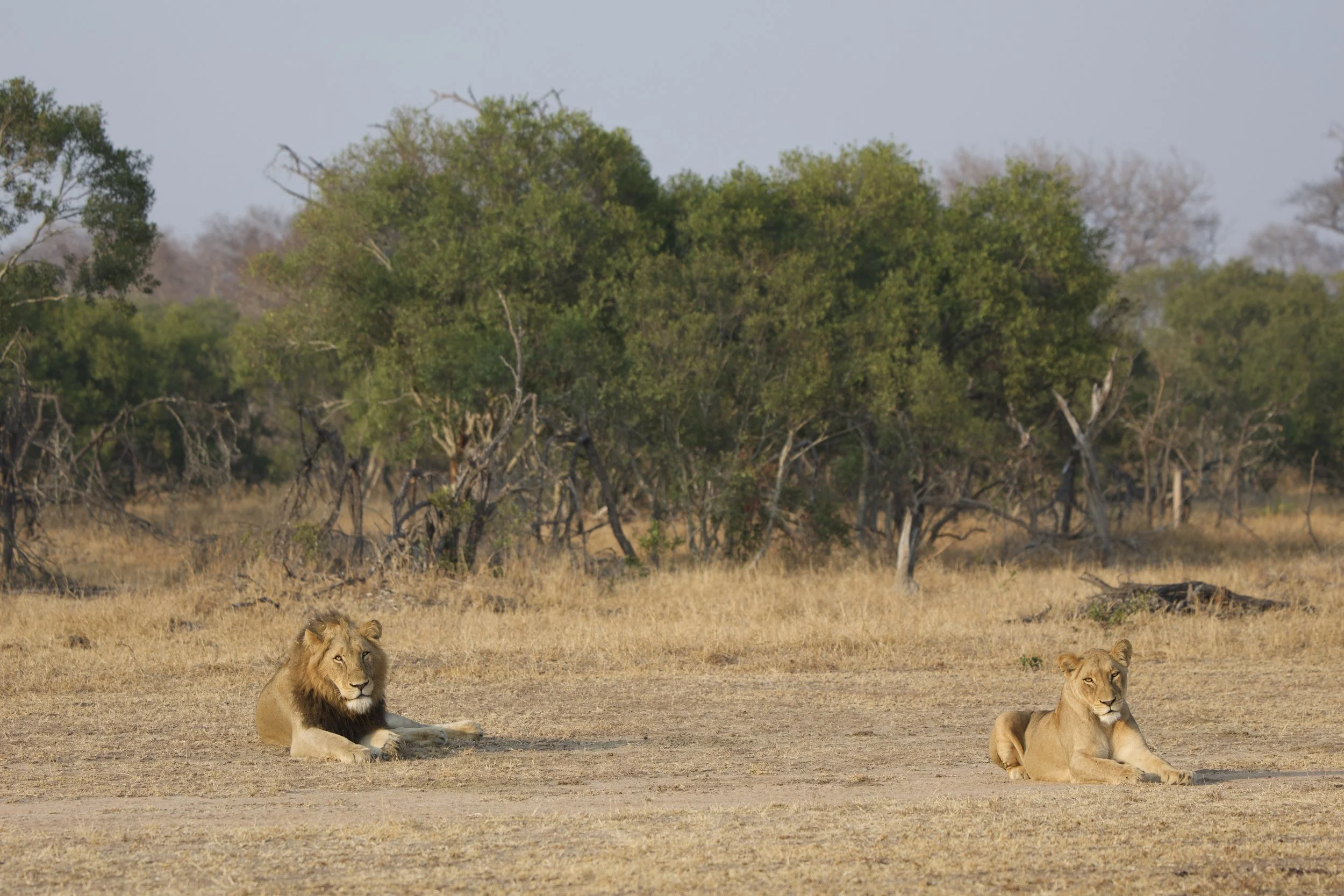 Are Predators More Successful in Winter?