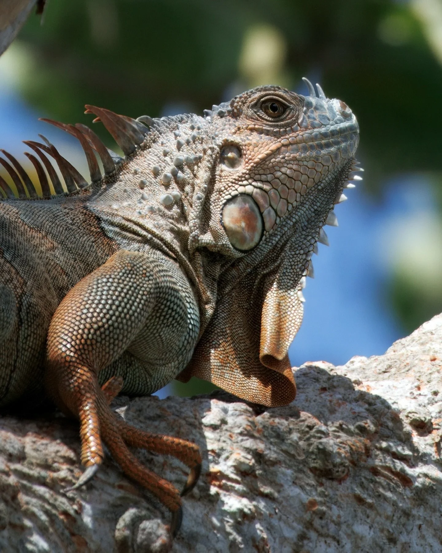 ⁣
Sun-bathing in the trees 🦎⁣
⁣
This Green Iguana (Iguana iguana) isn&rsquo;t just chilling up there &mdash; it&rsquo;s arboreal, mostly herbivorous, and built for life above ground. From its long tail to its sharp claws, every part helps it cling, 