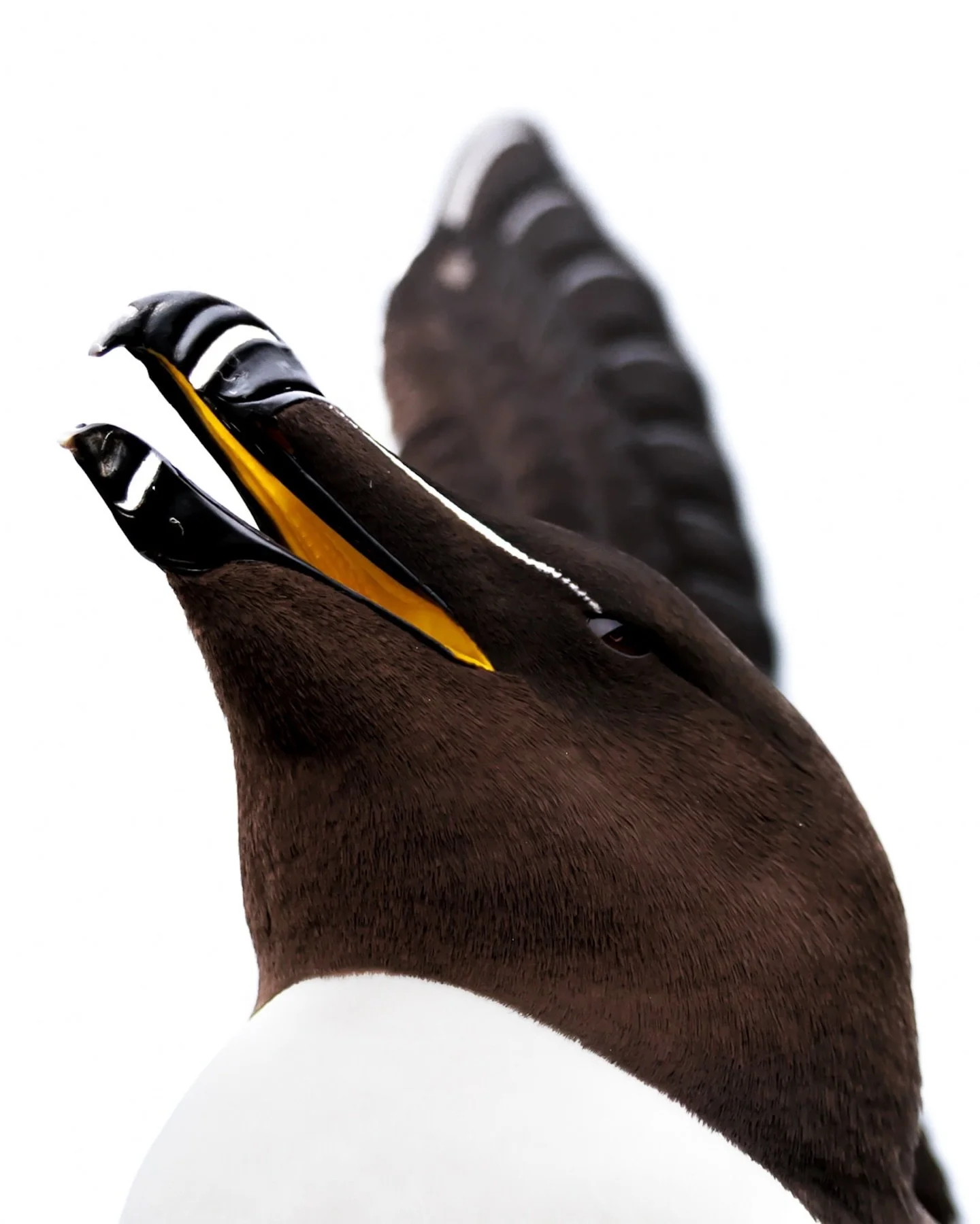 Caught this striking razorbill off Lunga in the Treshnish Isles. 🖤⚪⁣
⁣
These medium-sized auks only come ashore during breeding season, otherwise, they live almost entirely at sea. Their blunt, thick black beaks (with a bold white stripe) make them 