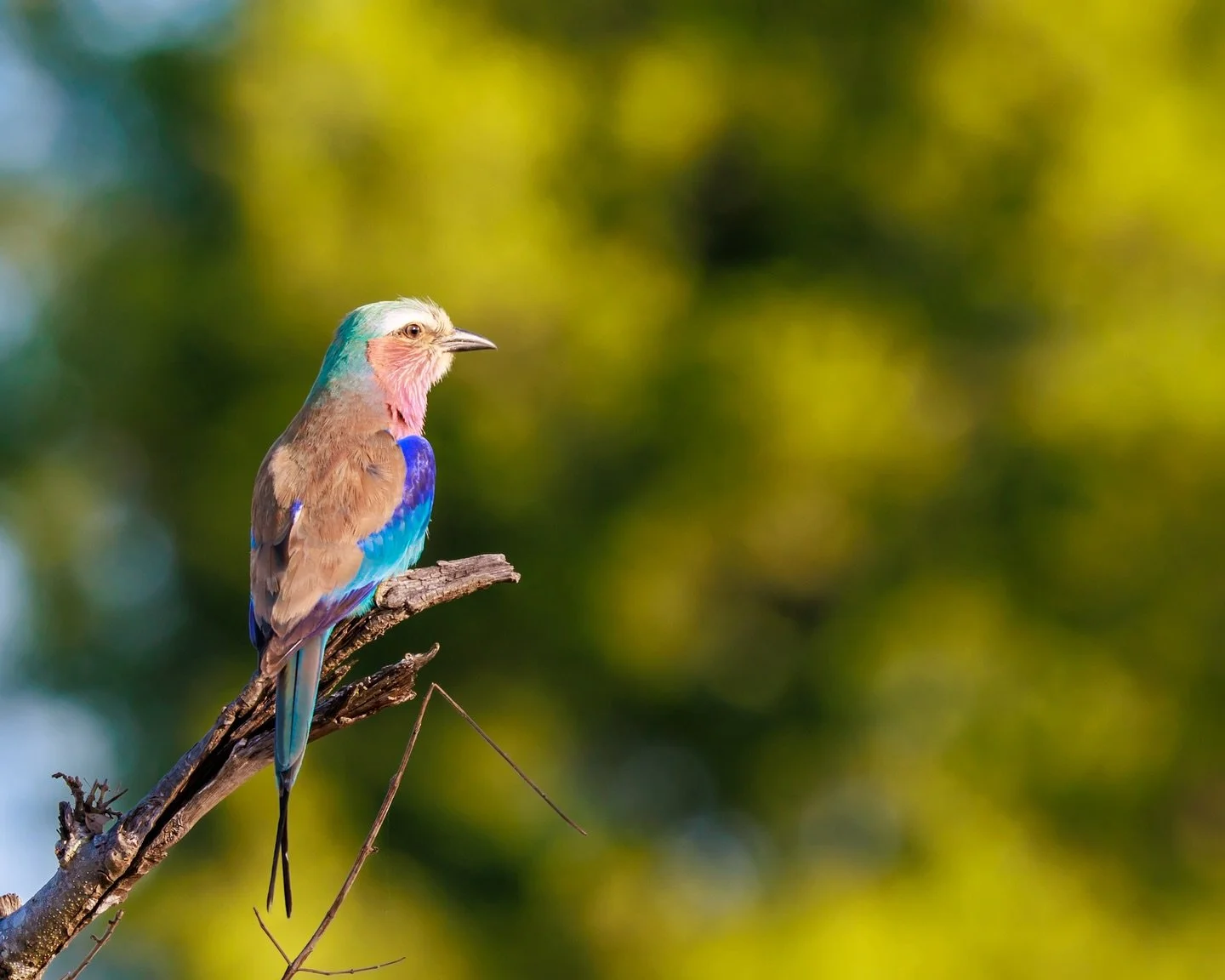 Let me introduce you to one of my favourite birds, and the one that makes so many people fall in love with birding on safari: the Lilac‑breasted Roller. 🎬✨⁣
⁣
With its distinctive lilac breast and electric blue wings, this beauty looks like it flew 