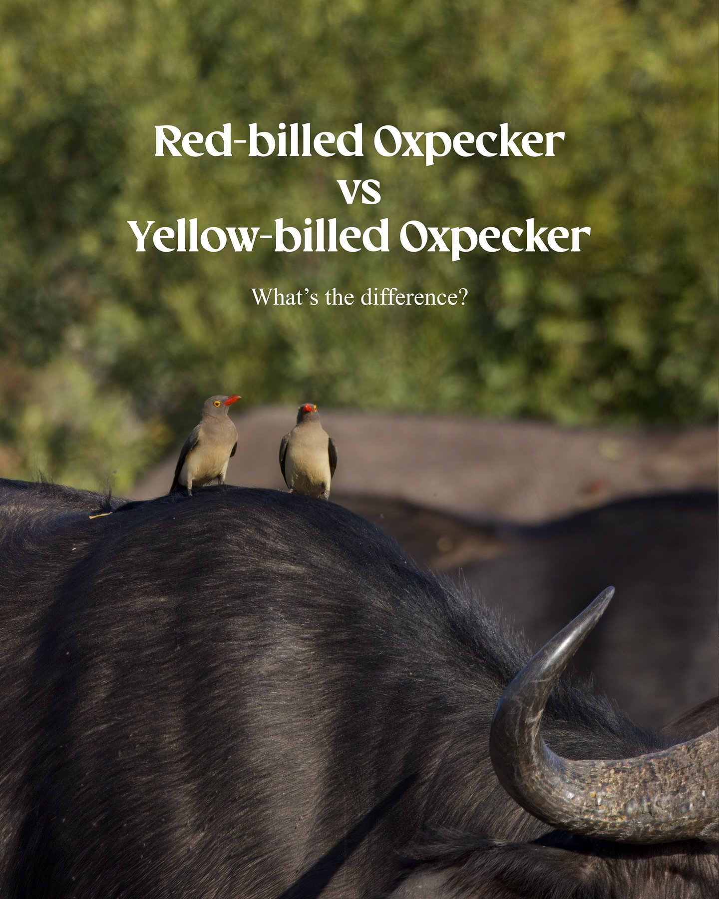 🪶 Red-Billed vs Yellow-Billed Oxpeckers: What&rsquo;s the Difference?⁣⁣
⁣⁣
Out in the bush, there are certain sounds you learn to pay attention to: branches breaking, impalas alarming, and that unmistakable chatter of oxpeckers.⁣⁣
⁣⁣
These small &ld