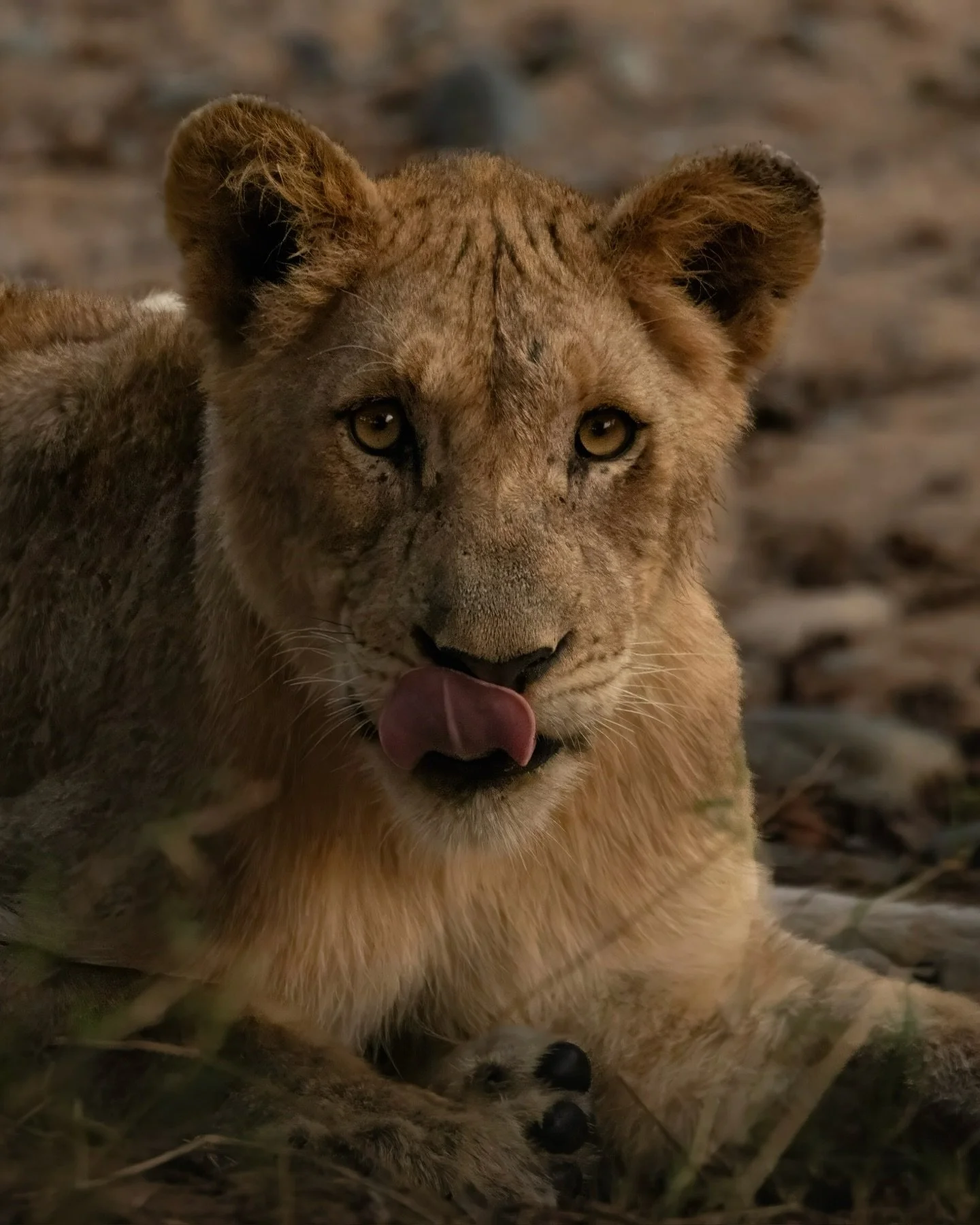 ⁣
Stories in Africa aren&rsquo;t just told. They&rsquo;re sung, painted and written into the landscape itself. And somehow many of us feel like we already know them.⁣
⁣
Disney&rsquo;s The Lion King captured hearts across the world, pulling us into th