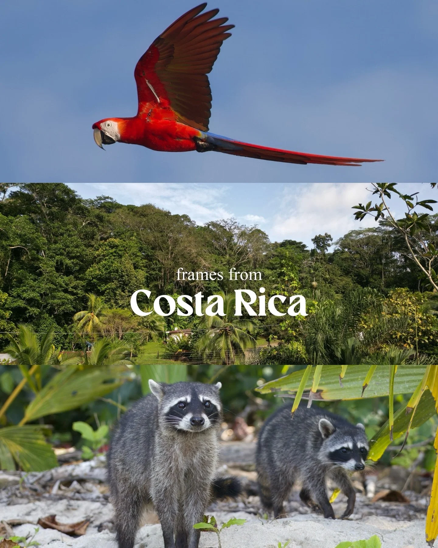 Rainforests, coastlines &amp; everything in between 🍃 🇨🇷