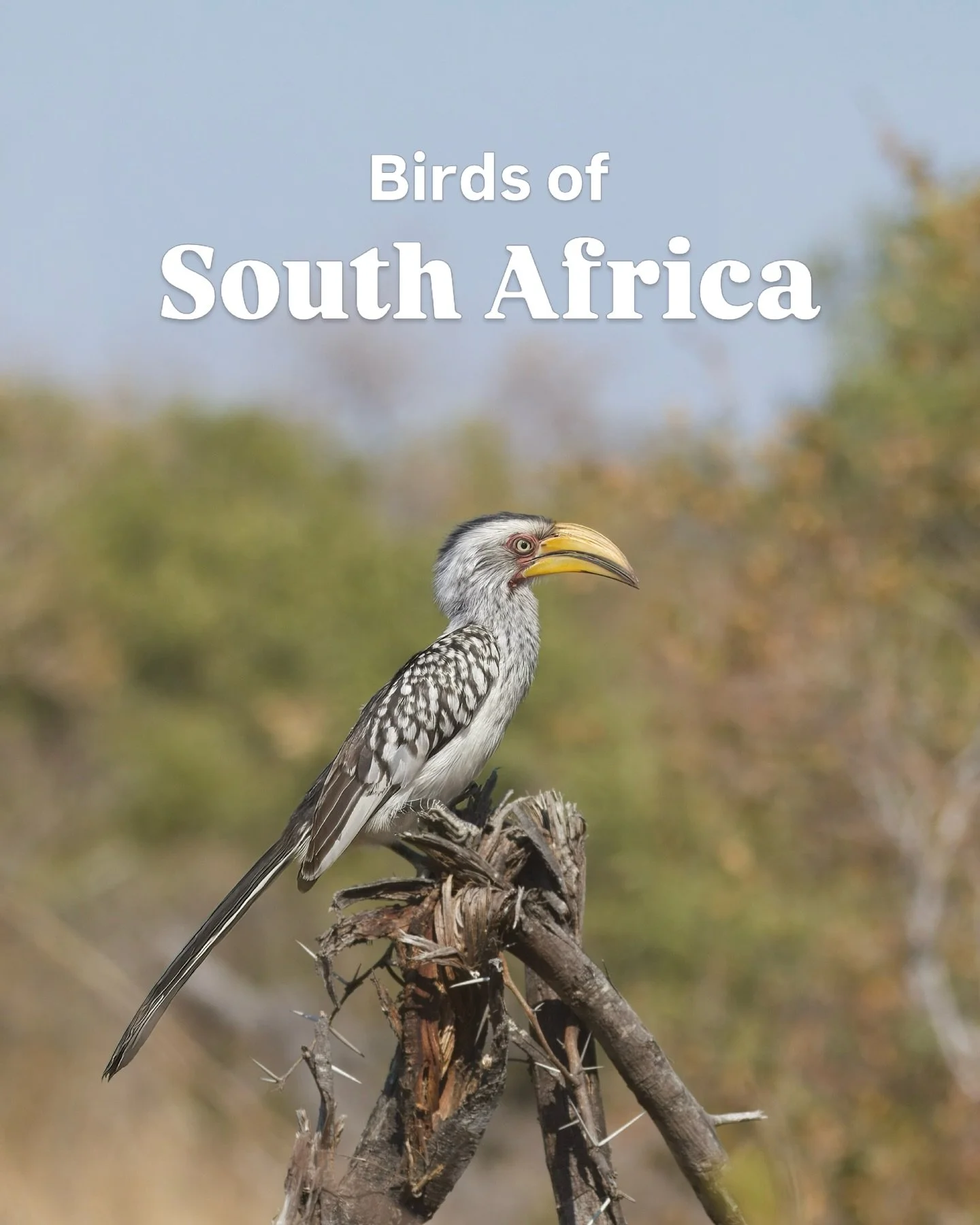 One day you&rsquo;re not really interested in birds&hellip;

The next, you&rsquo;re pointing at a tree saying, &ldquo;violet backed starling&rdquo;.

You start noticing the different songs of birds, pausing conversations because you&rsquo;ve heard so