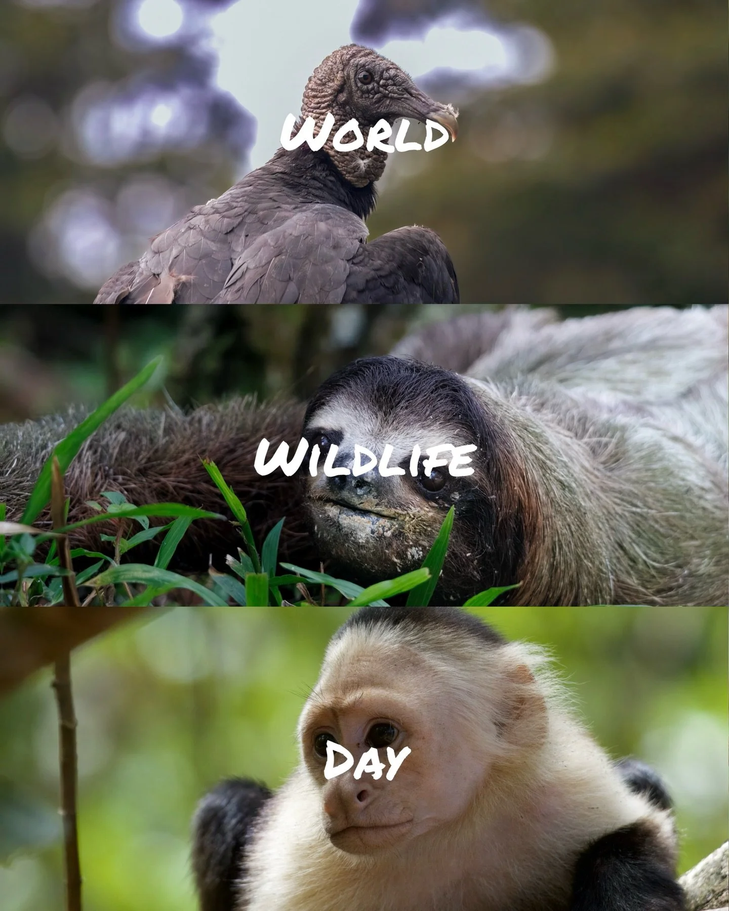 It&rsquo;s World Wildlife Day &amp; what better place to celebrate it than on the Osa Peninsula in Costa Rica 🇨🇷 

On this small corner of Central America you can find 2.5% of the world&rsquo;s biodiversity. 

Over 400 species of birds.
Over 120 sp