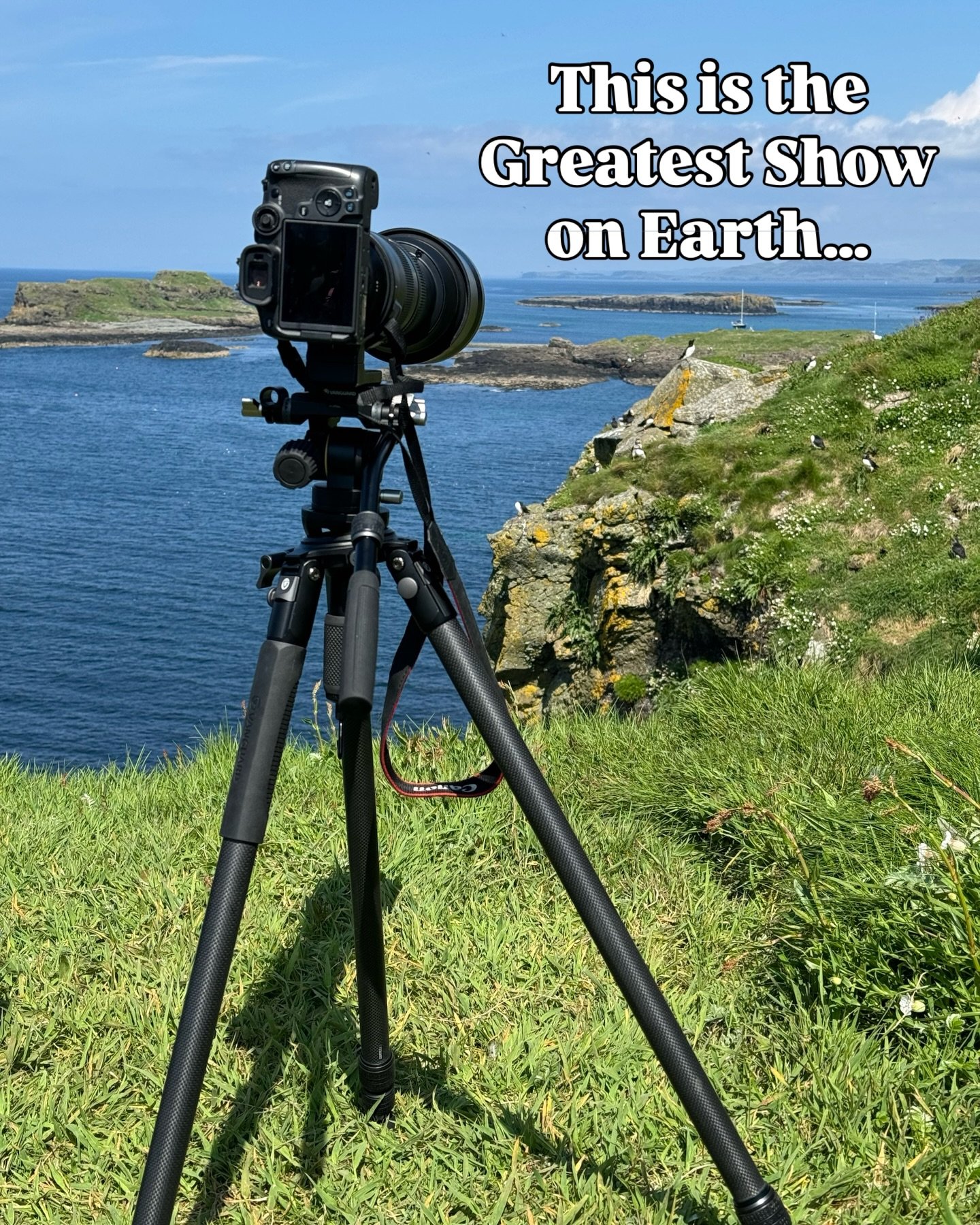 Every spring, thousands of Atlantic puffins return to places like Lunga in the Treshnish Isles, filling the skies, the cliffs, and every inch of rock with life.

This is the Greatest Show on Earth.