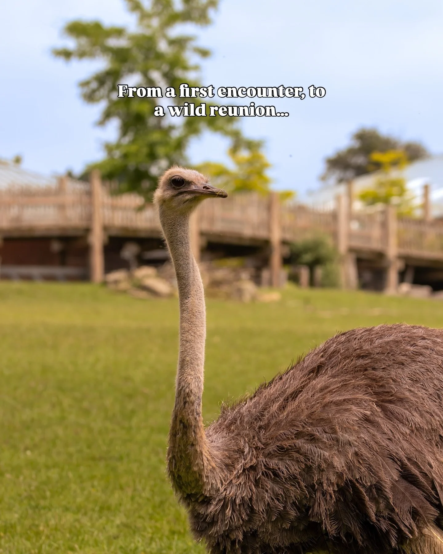 I first photographed an ostrich at Marwell Zoo. It was at the start of my wildlife photography journey, the moment in time when you&rsquo;re just enjoying being close to wildlife with your camera in hand, learning with every shot you take.

At the ti