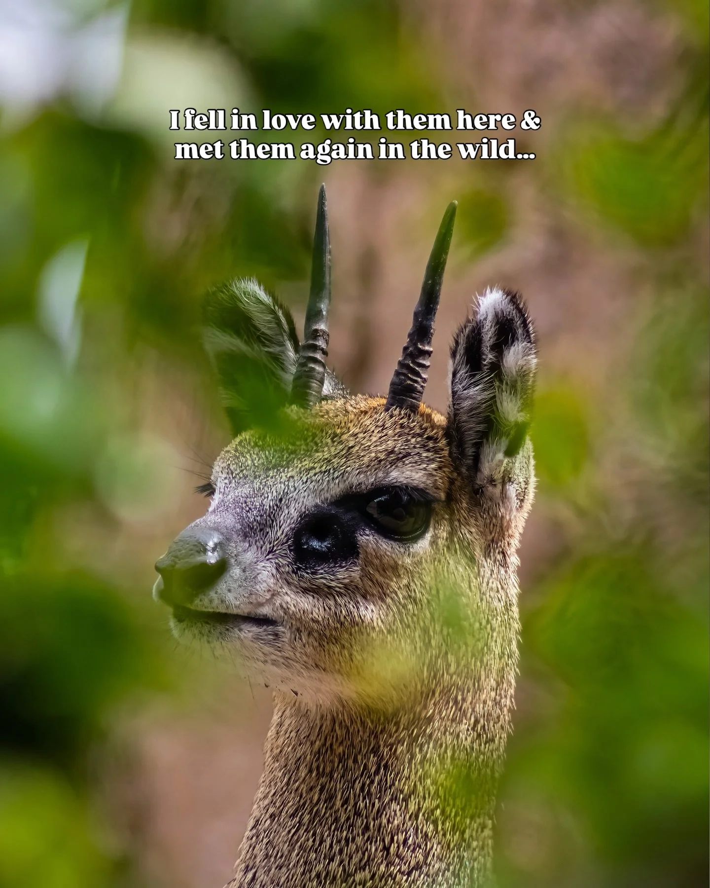 Back in 2018, volunteering at San Diego Zoo Safari Park, I saw klipspringers for the first time.

Small, quiet &amp; rather easy to overlook. 

But then you watch them move.

Light on their feet, perfectly balanced, jumping effortlessly across the ro