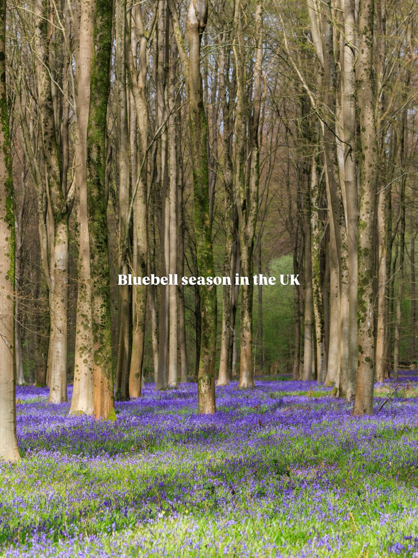 Every spring, bluebells transform the UK&rsquo;s woodlands into something magical.

But they&rsquo;re more than just beautiful flowers.

Bluebells are one of the best indicators of ancient woodland, habitats that have existed for centuries, often sin