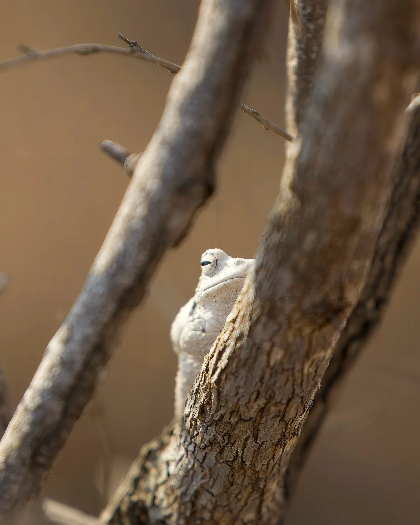 When you live in the bush, you quickly learn one thing: It&rsquo;s never really your house.

You&rsquo;re just sharing it with whoever decides to move in.

During my time training with Bushwise Field Guides at the Southern African Wildlife College, C