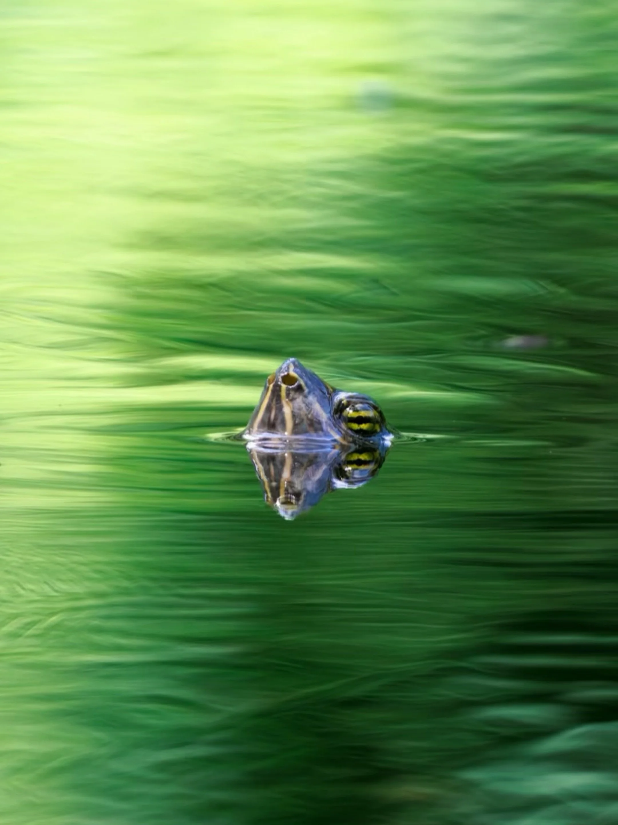 One of the things I loved most about the Osa Peninsula was how every turn you make you could find all different species of wildlife.

This terrapin was photographed in a small pond in Puerto Jim&eacute;nez, a place many volunteers pass through before