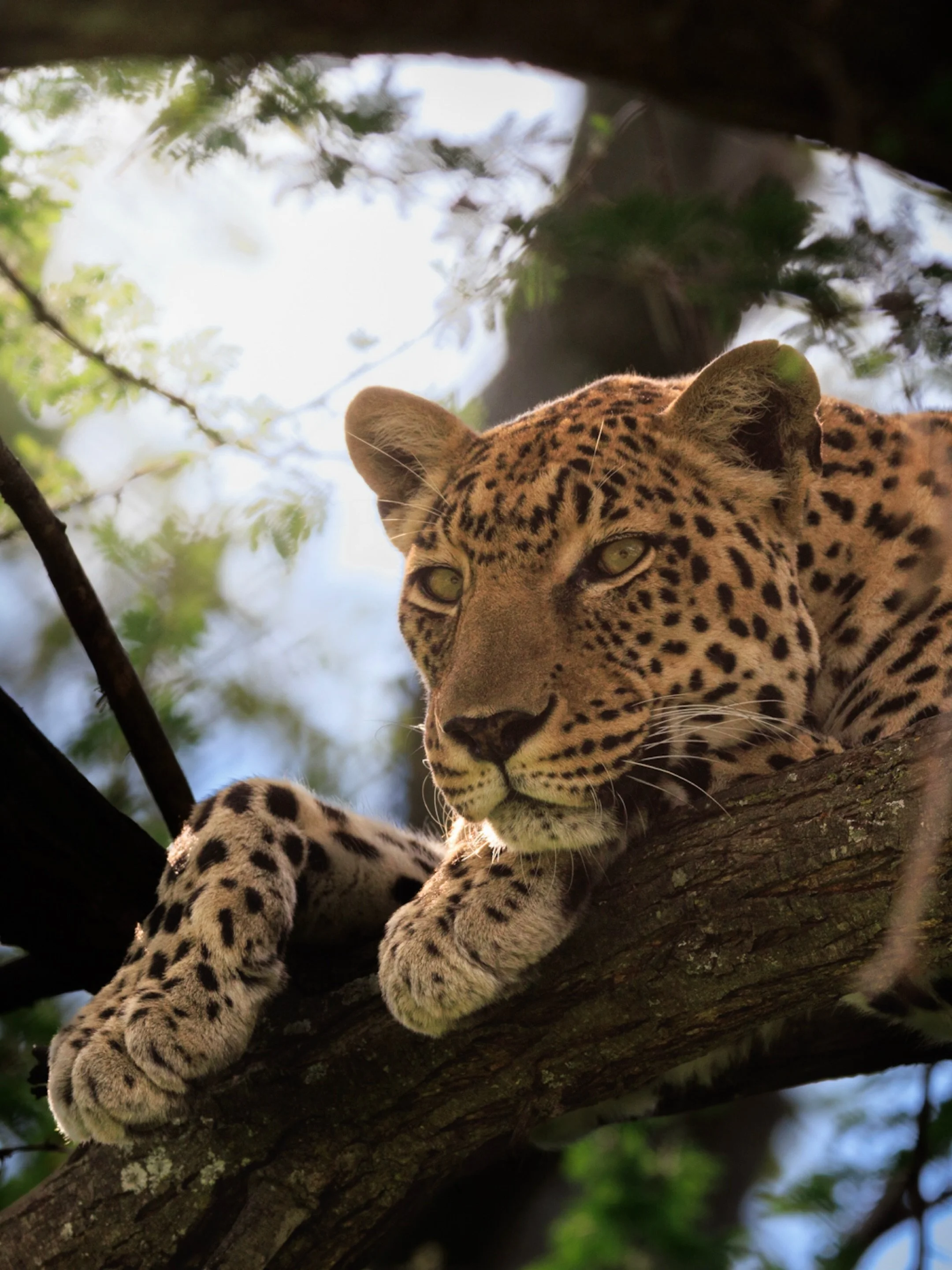 One of the most impressive things you can see on safari is a leopard climbing up a tree with a kill.

It&rsquo;s one thing to see a leopard lying in a tree. It&rsquo;s another entirely to watch one hauling an animal that can weigh almost as much as i