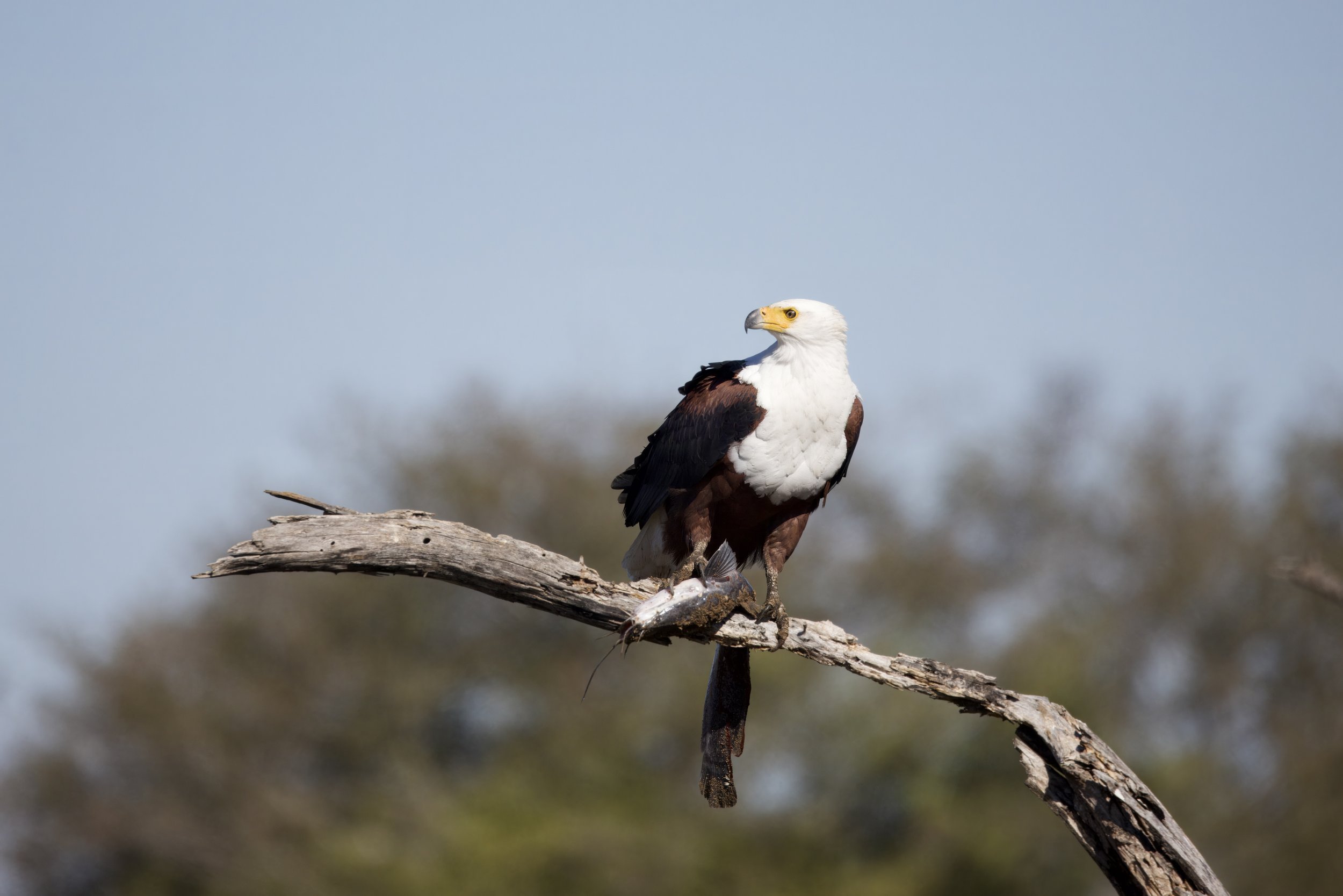 IMG_2427-topaz-rawdenoise-sharpen 2.jpg