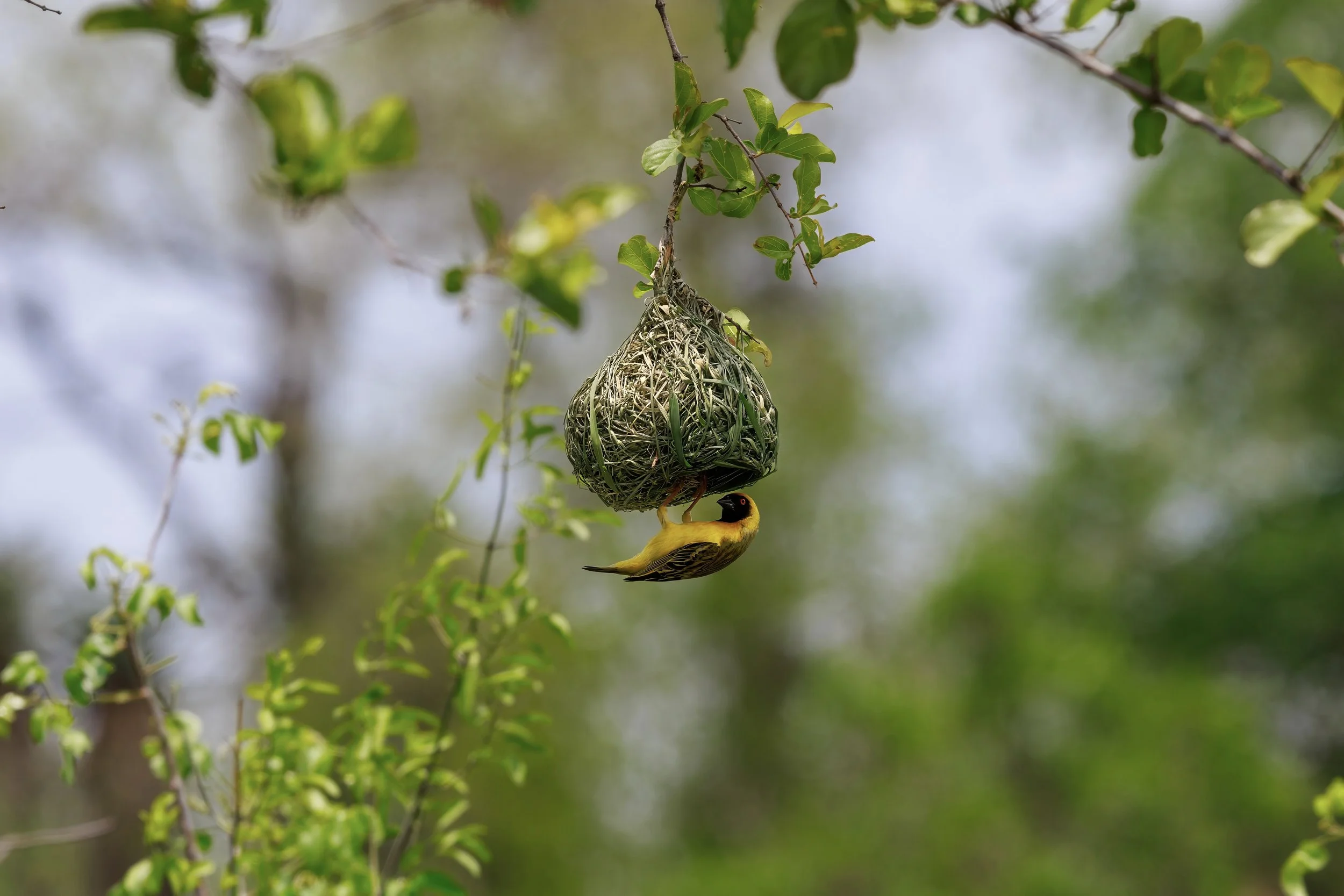 _V6A4052-topaz-sharpen-denoise 2.jpg