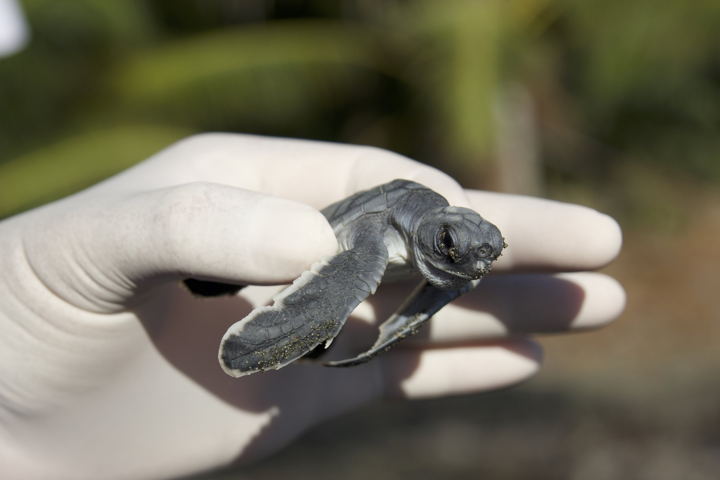 A Day in the Life of a Sea Turtle Conservation Volunteer