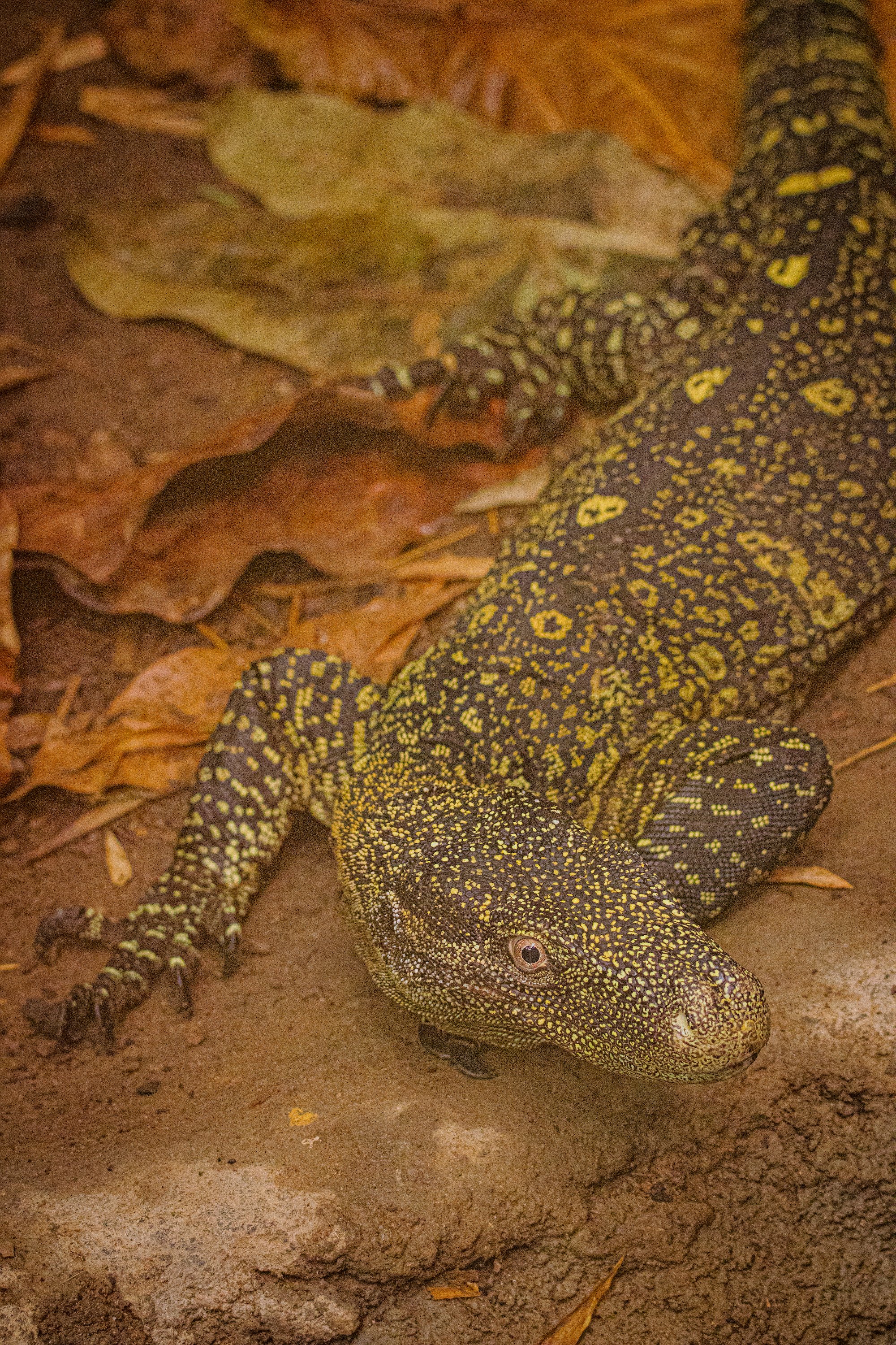 Crocodile Monitor.