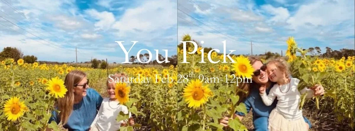 🌻You Pick Sunflowers! 