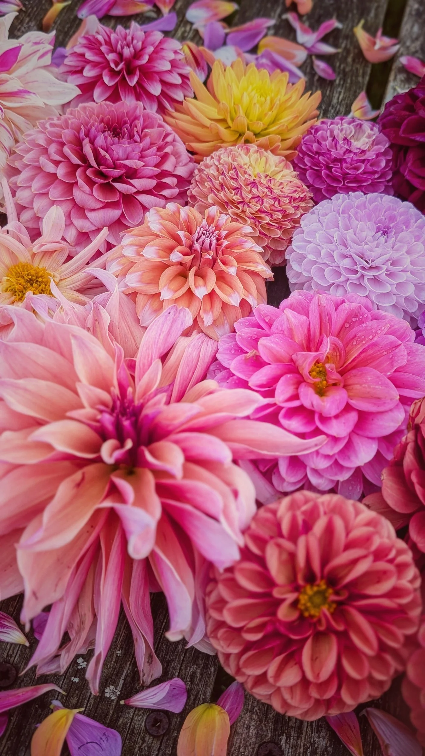 processed_1000010332.jpg