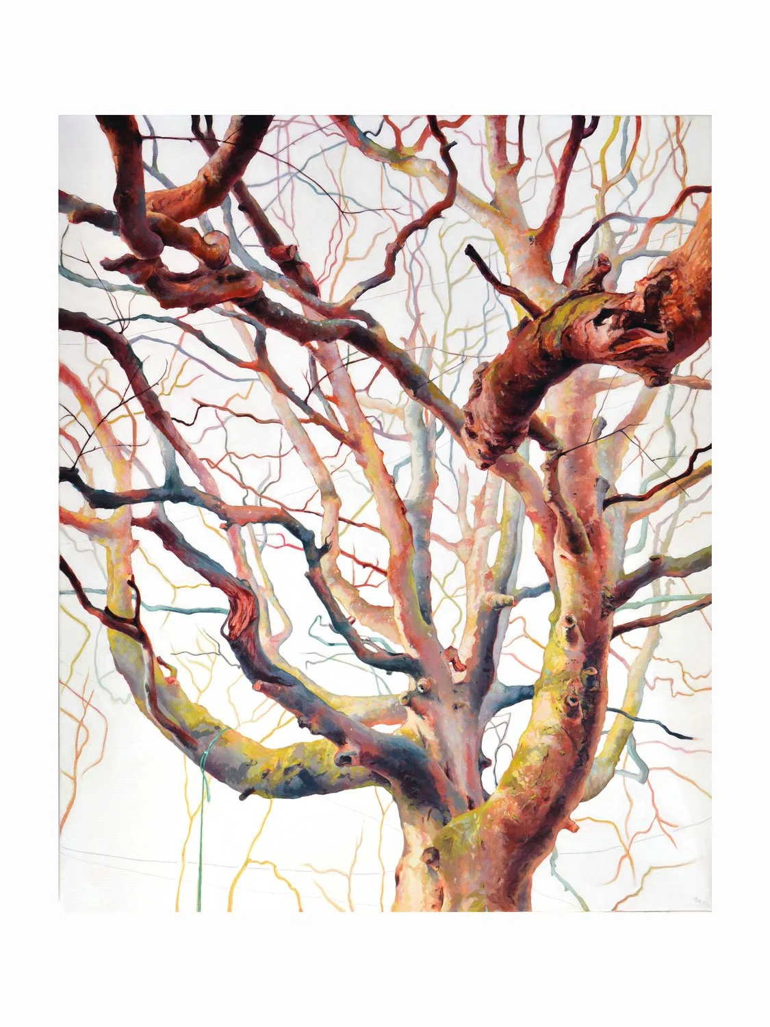 "Odgers tree"  by Anne Angelshaug