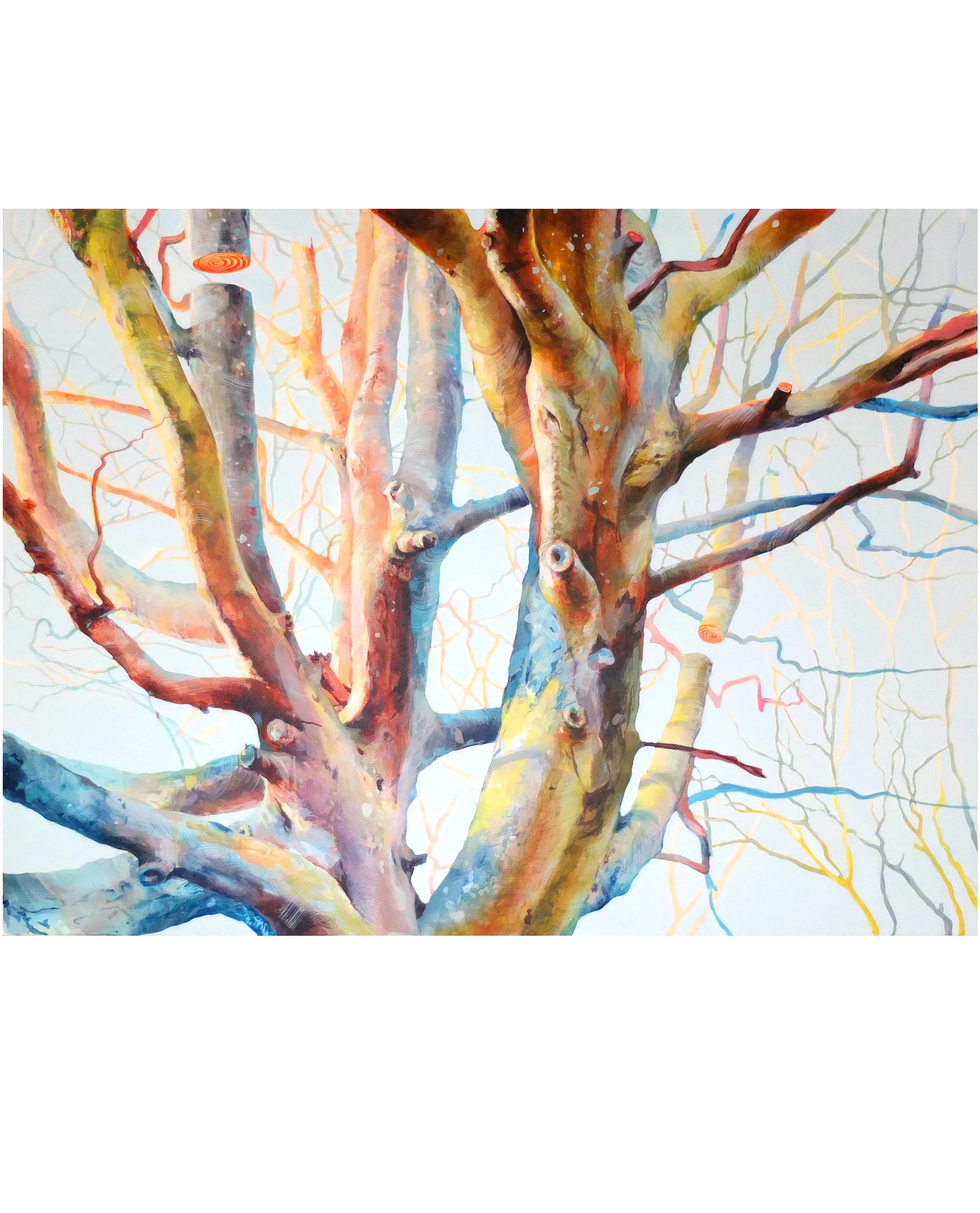 "Odgers tree 04"  by Anne Angelshaug